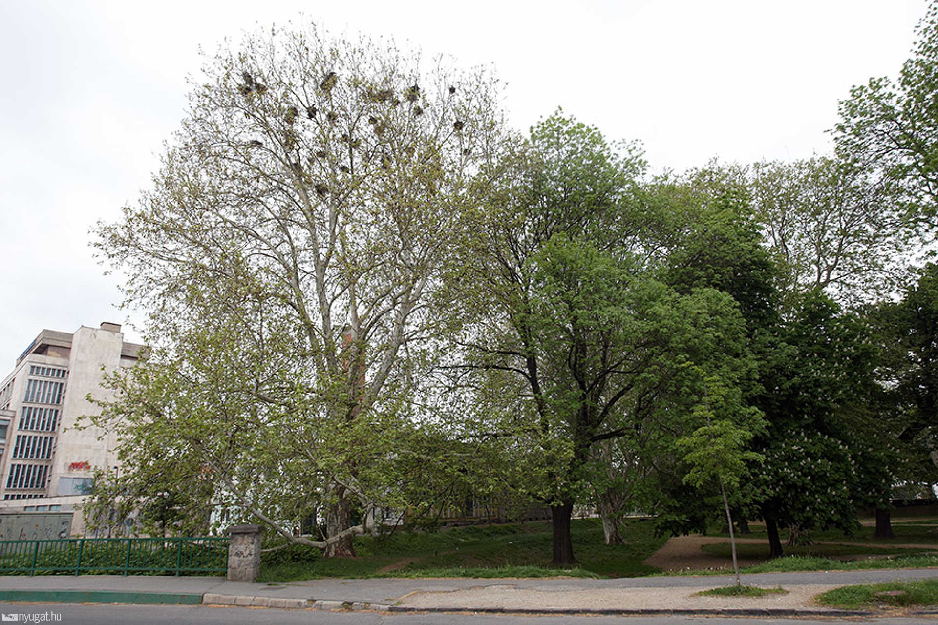 Pelikán park