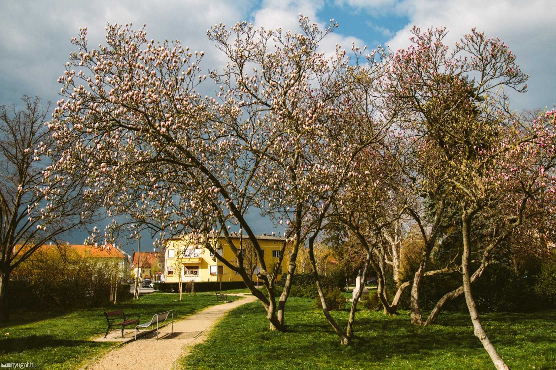 Tulipánfa - Gayer park