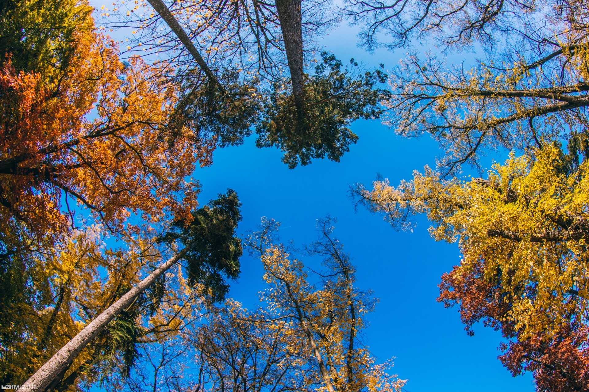Ősz a Szent István parkban