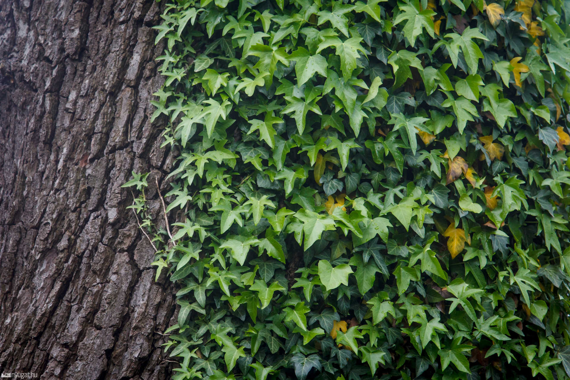 Séta a Kámoni Arborétumban