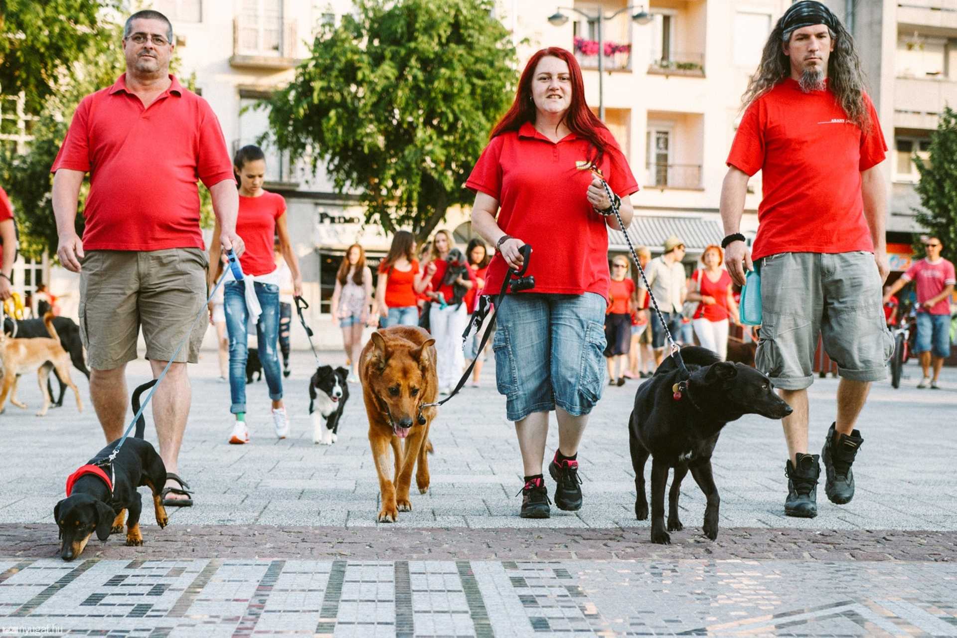 Kutyavilág flash mob a Fő téren