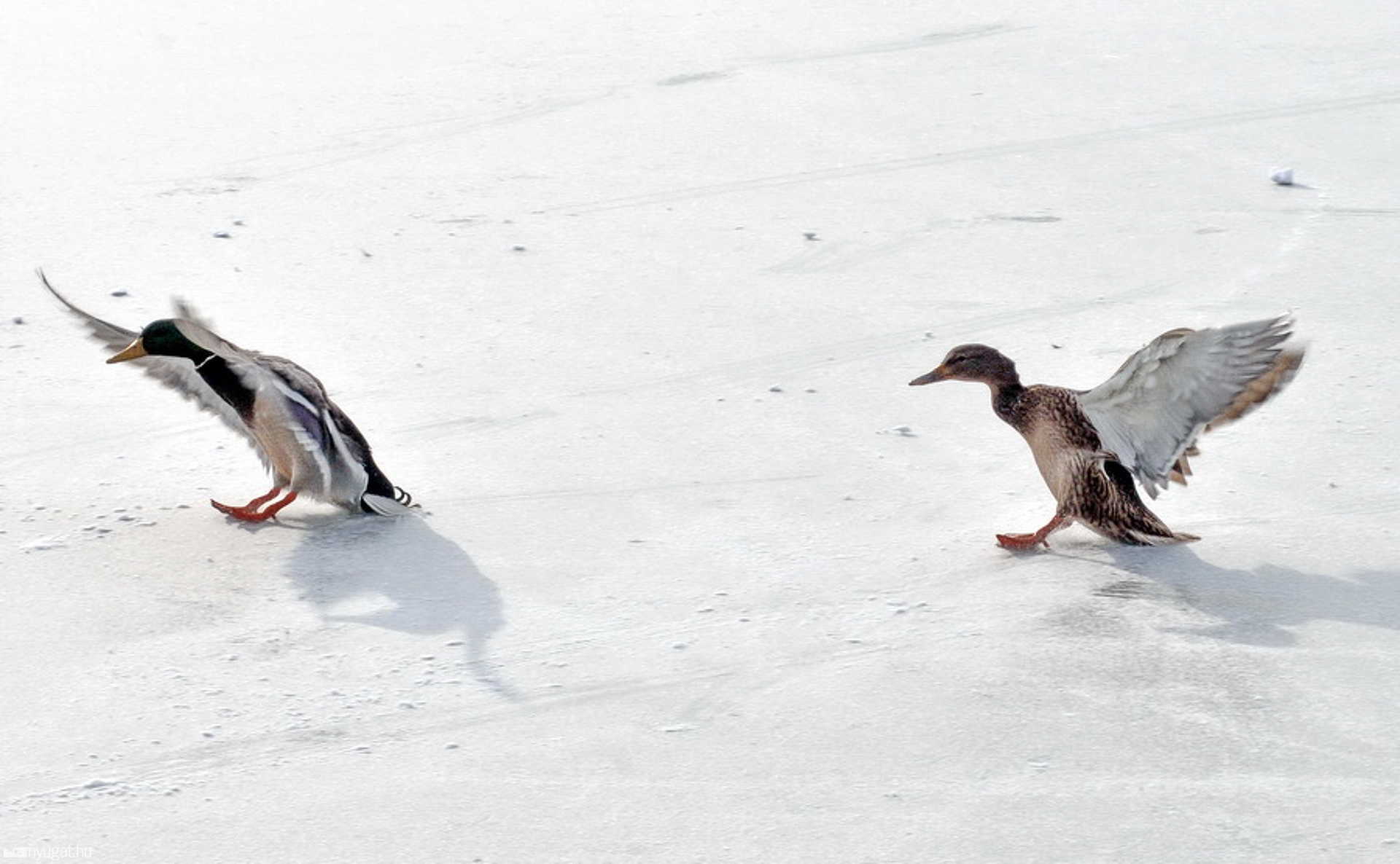 Szombathely, 2010. december 