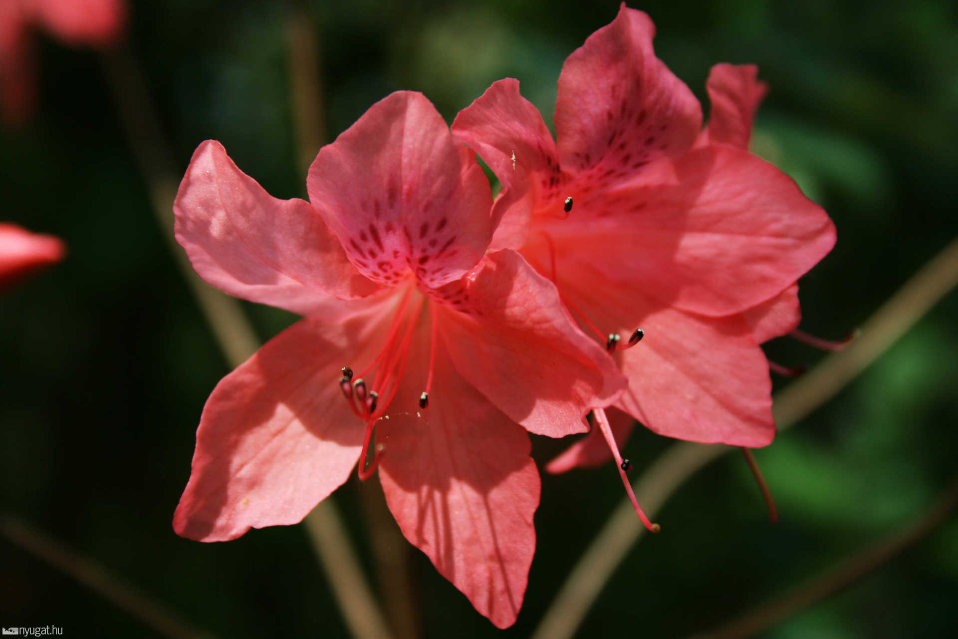 Rododendron virágzás a Jeli arborétumban