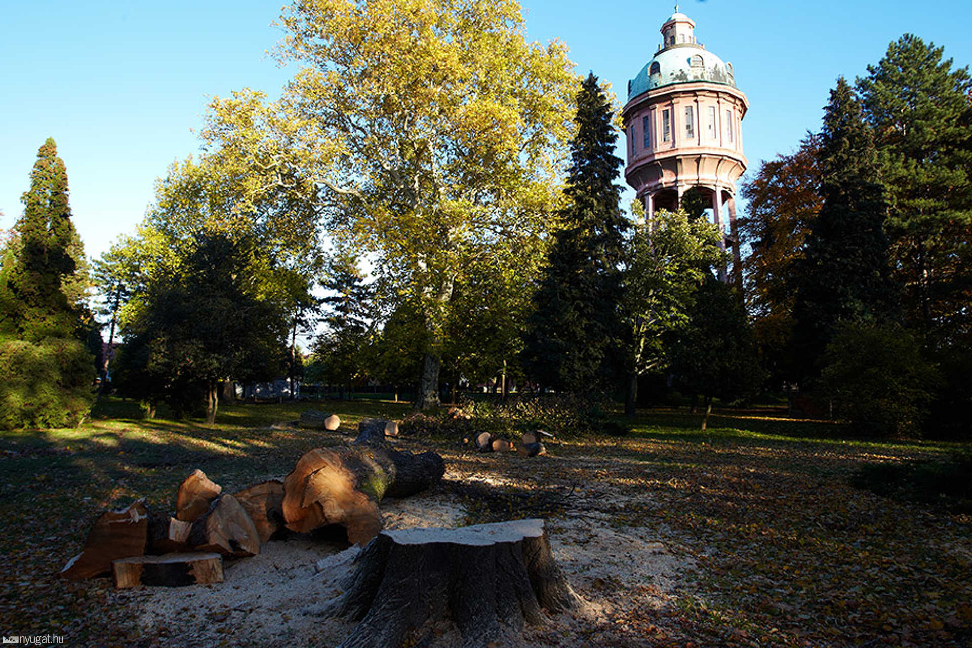 Kivágott fák a Kresz parkban