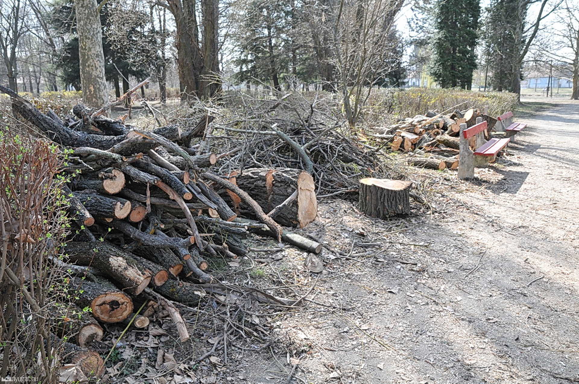 A Csónakázó tó szigetét takarítja a SZOM-PARK Szombathelyen