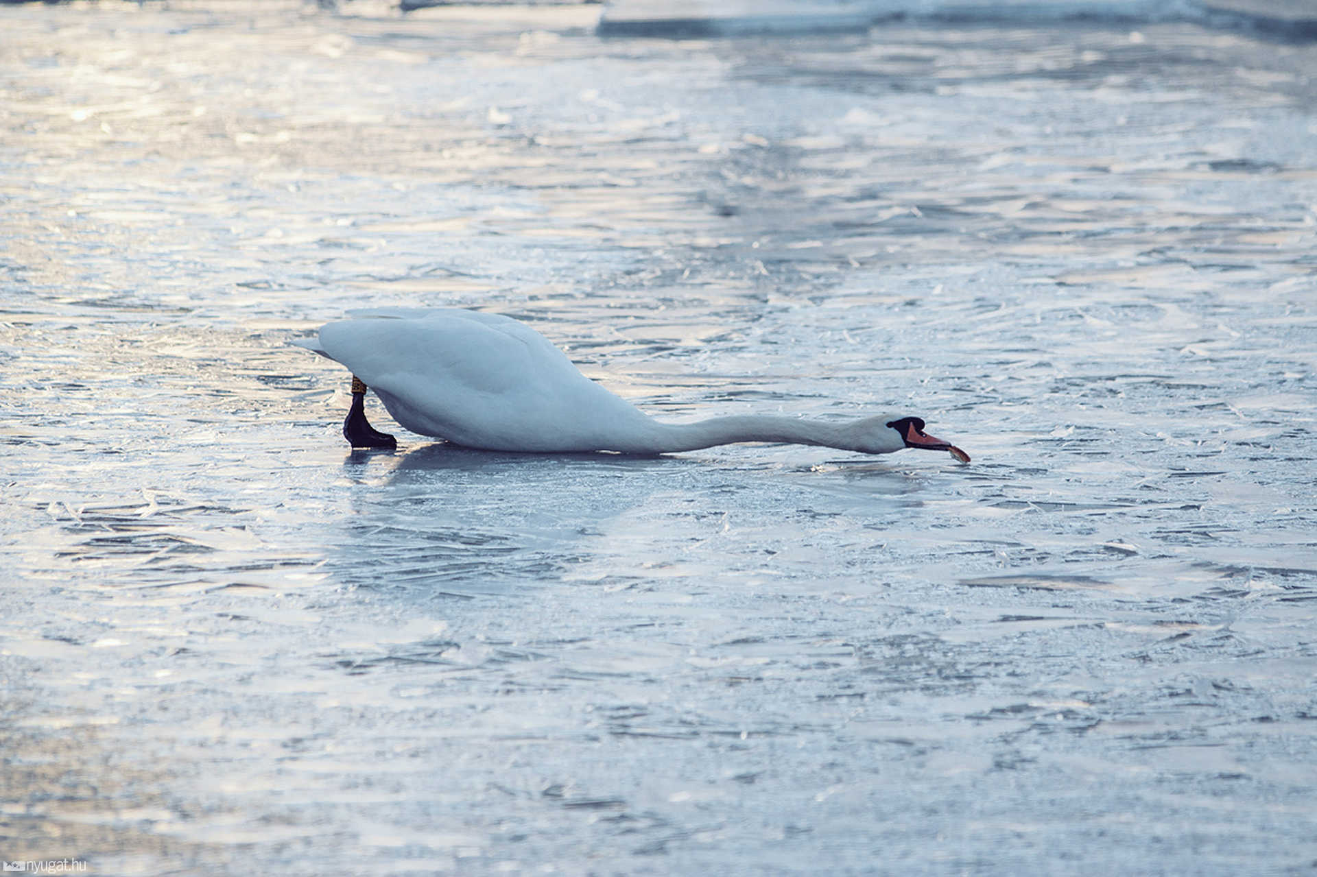 Befagyott Balaton Fonyódnál