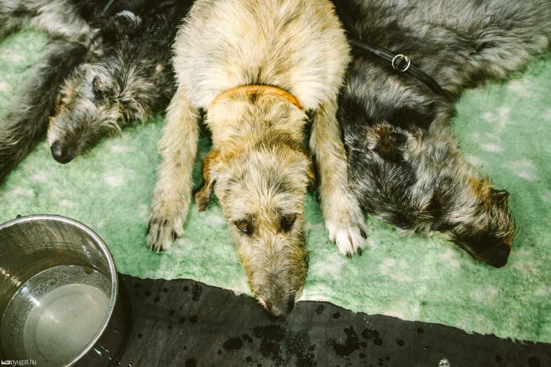 CACIB Kutyakiállítás 2014