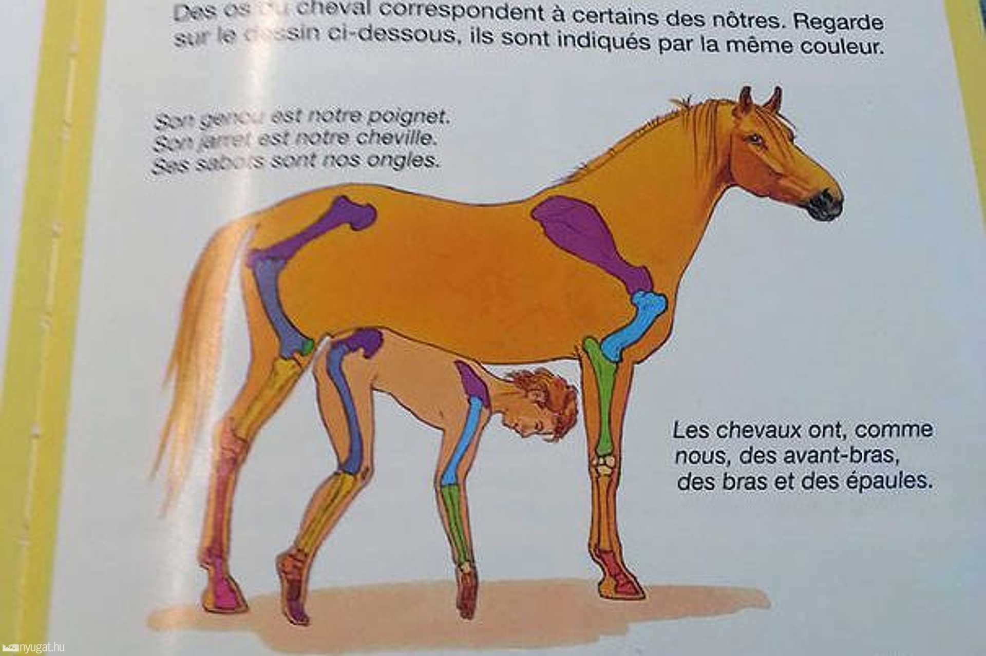 Fura utalások mesékben és gyerekkönyvekben