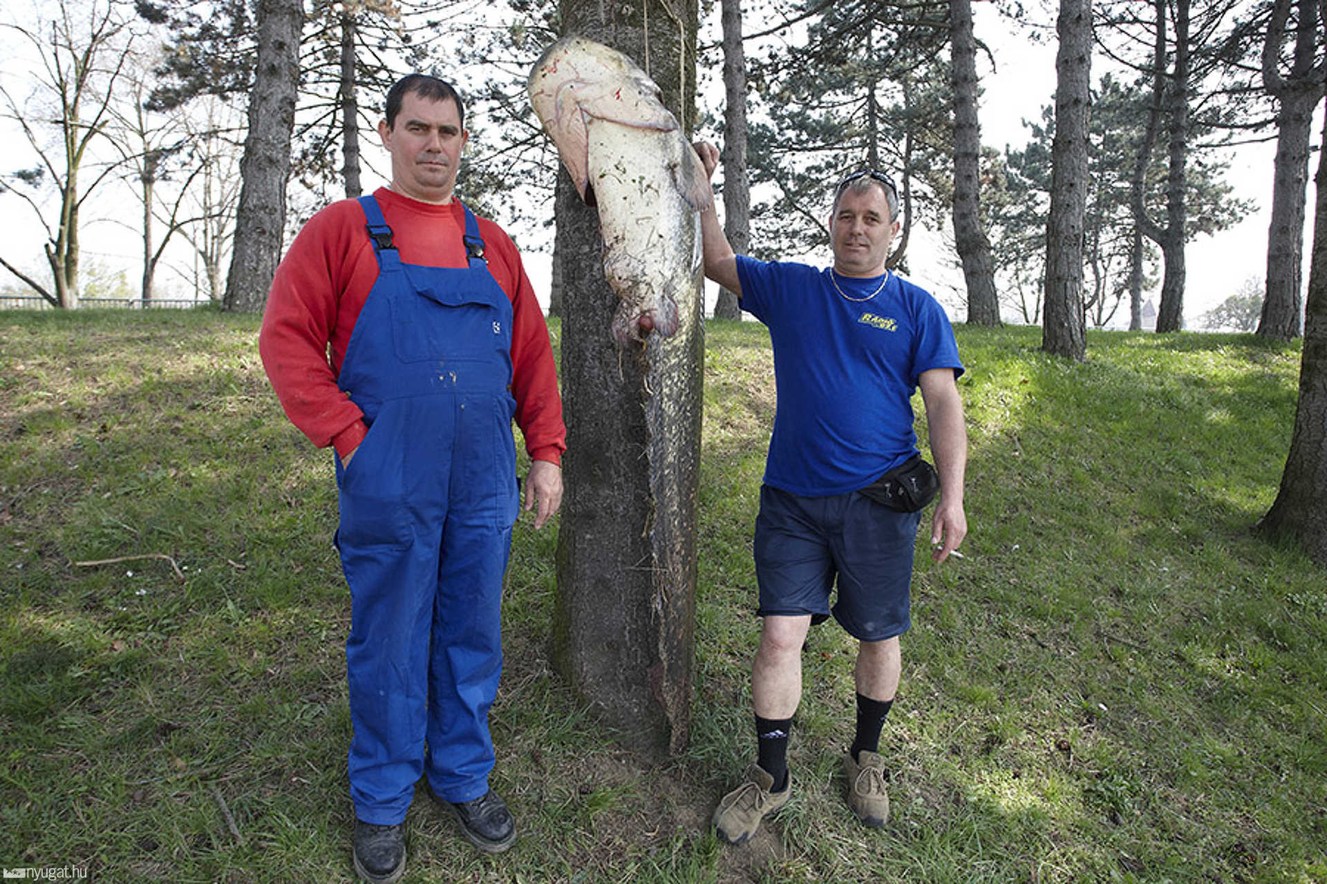50 kilós harcsát fogtak a Csónakázótóból