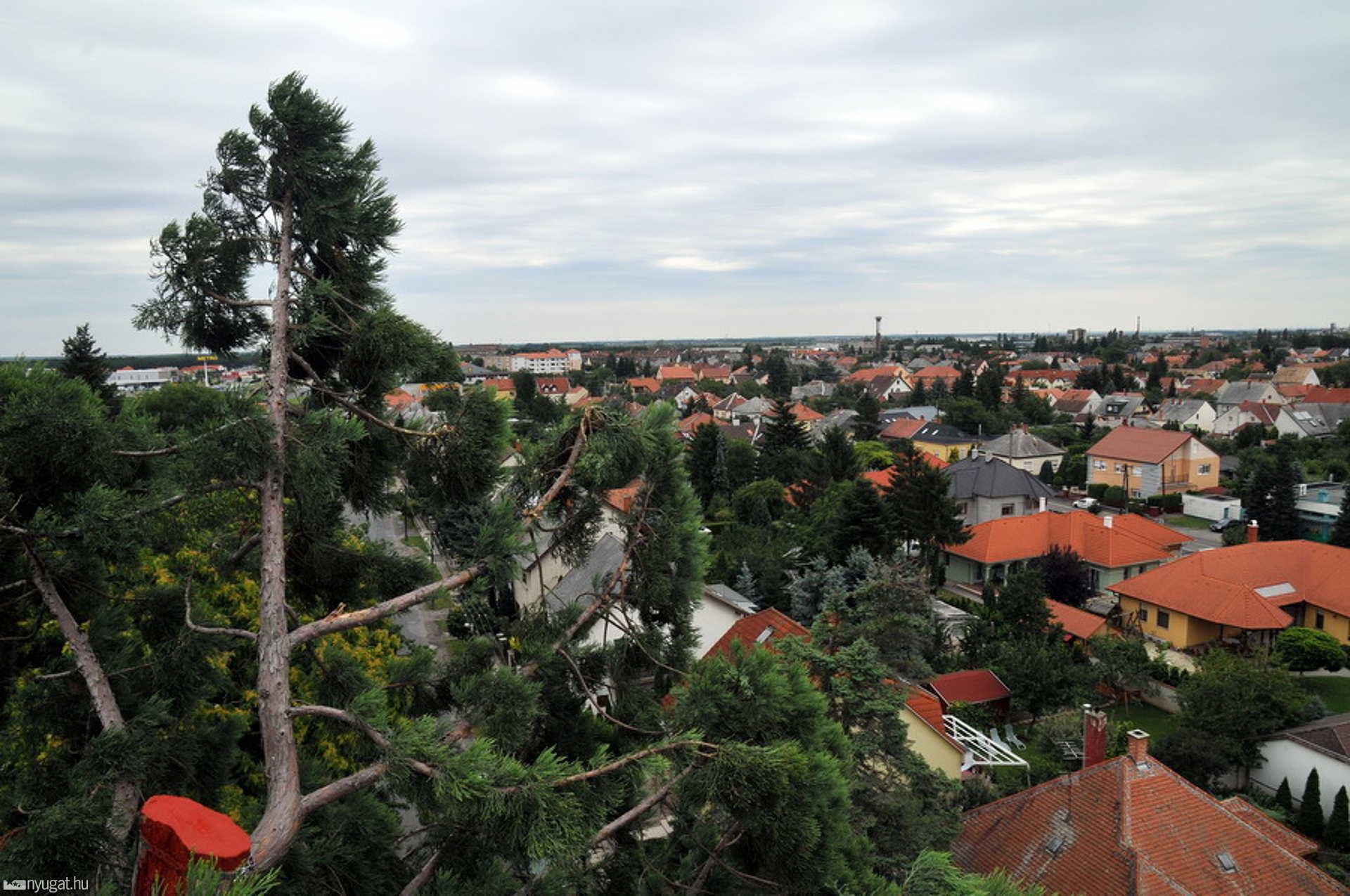 Mamutfenyő mentés villámcsapás után Szombathelyen