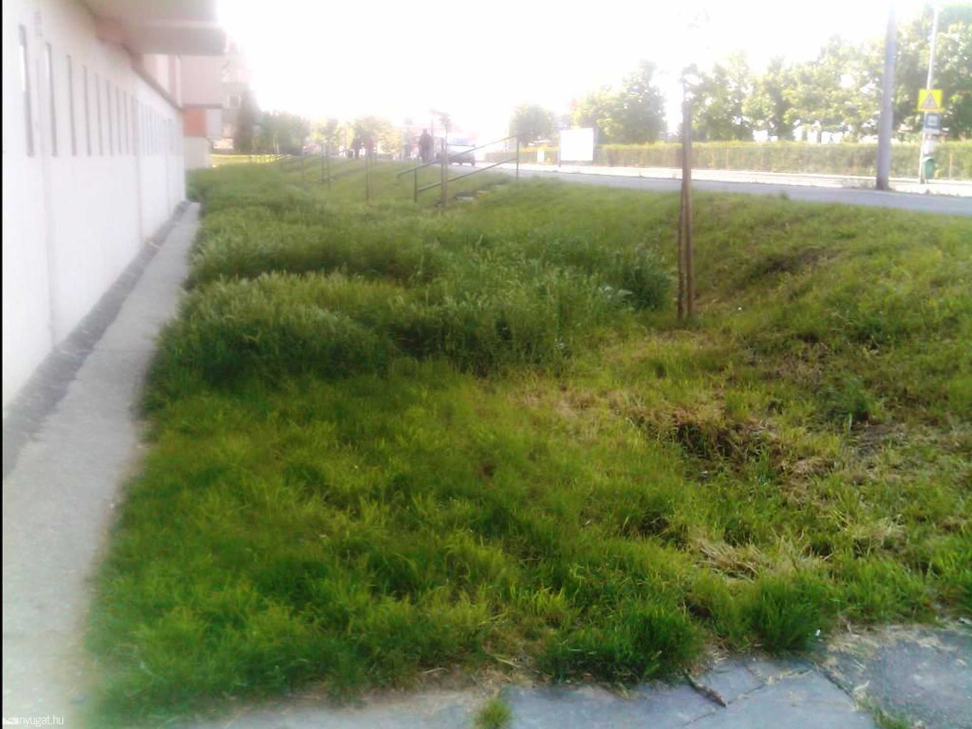Olvasónk érezhetően nem elégedett a fűnyírás minőségével