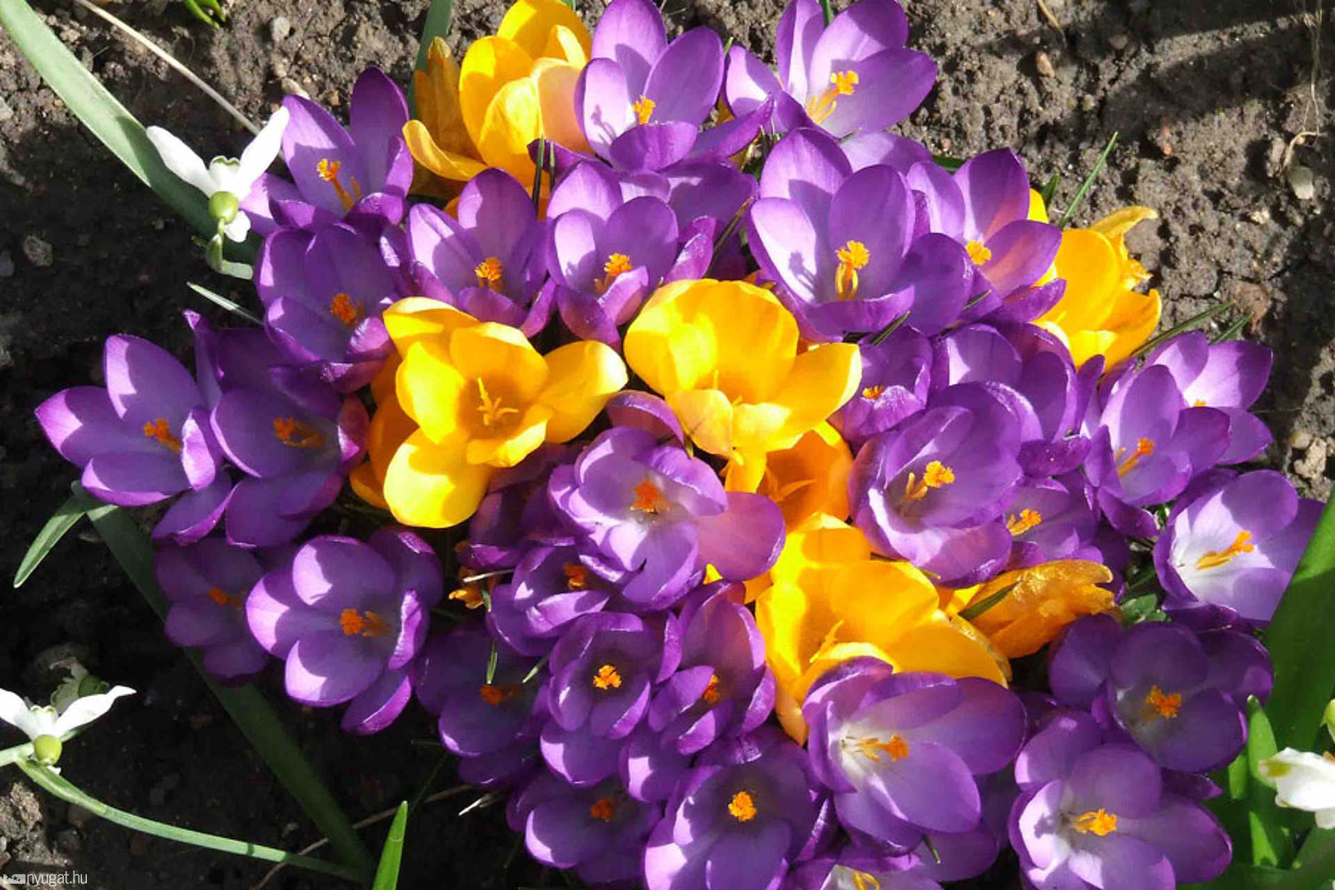 Crocusaim