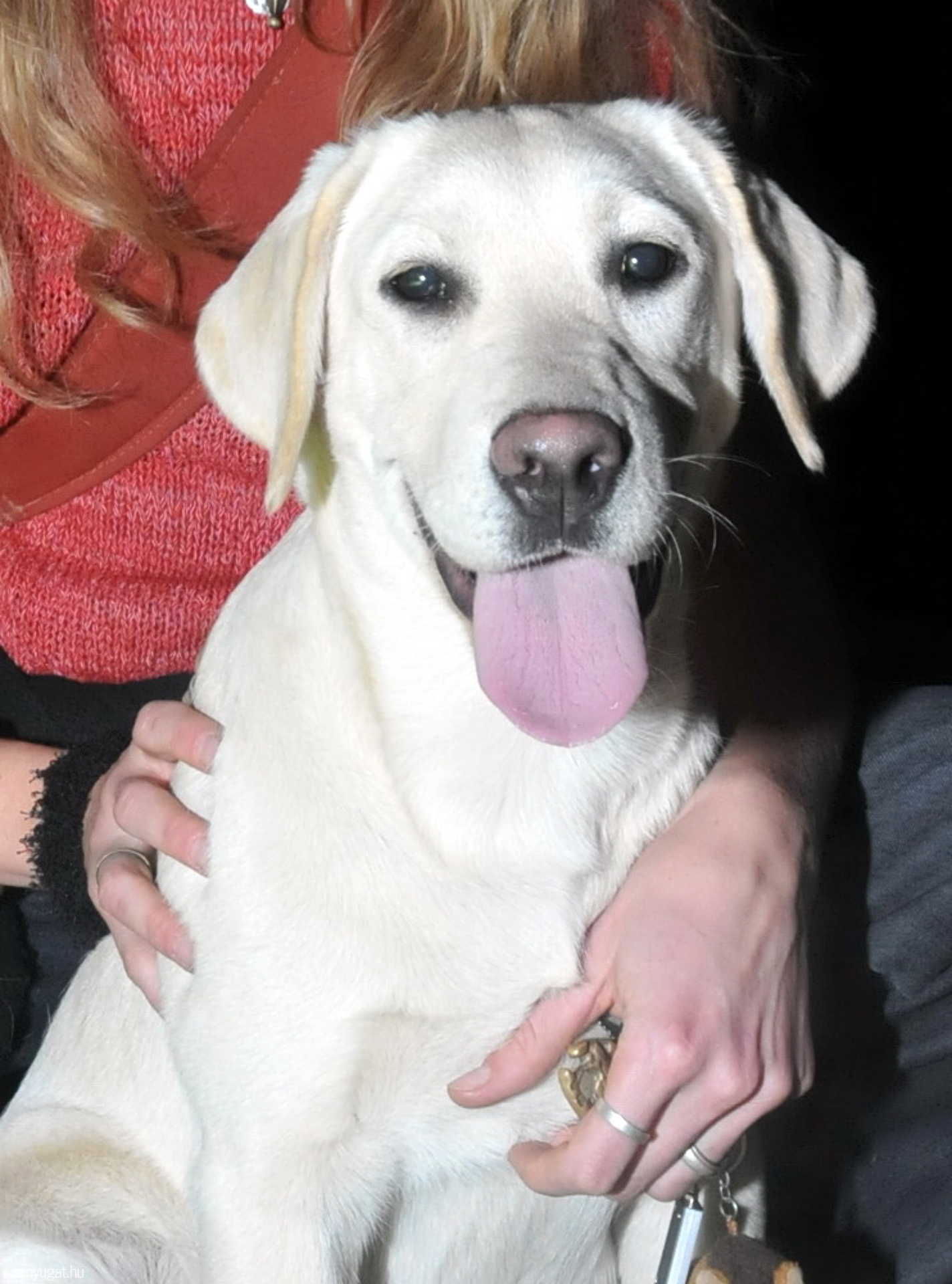 Elcsatangolt labrador kölyök keresi gazdáját Szombathelyen (2008.10.11.)