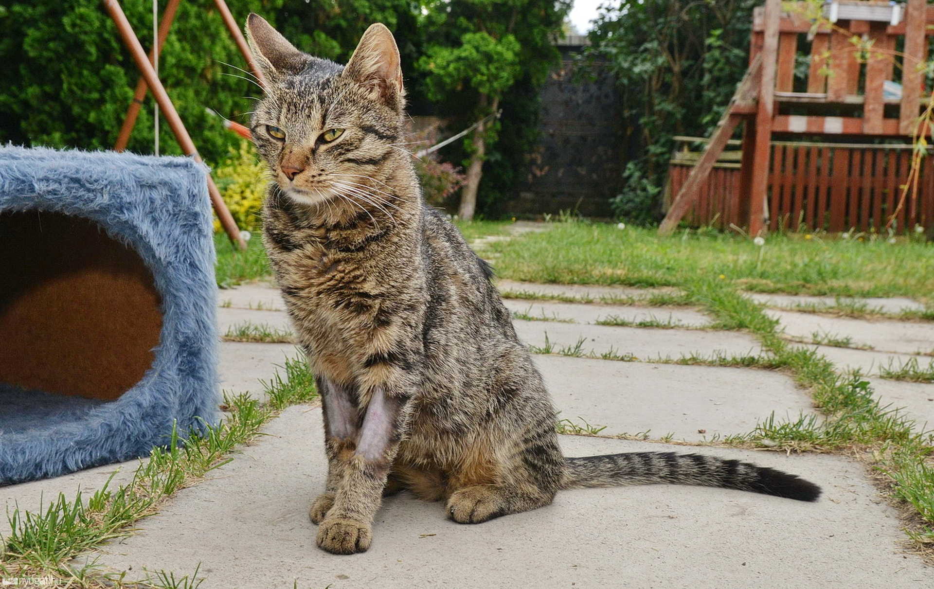 Légpuskával lőtték oldalba Montyt, a kandúrt Szombathely belvárosában