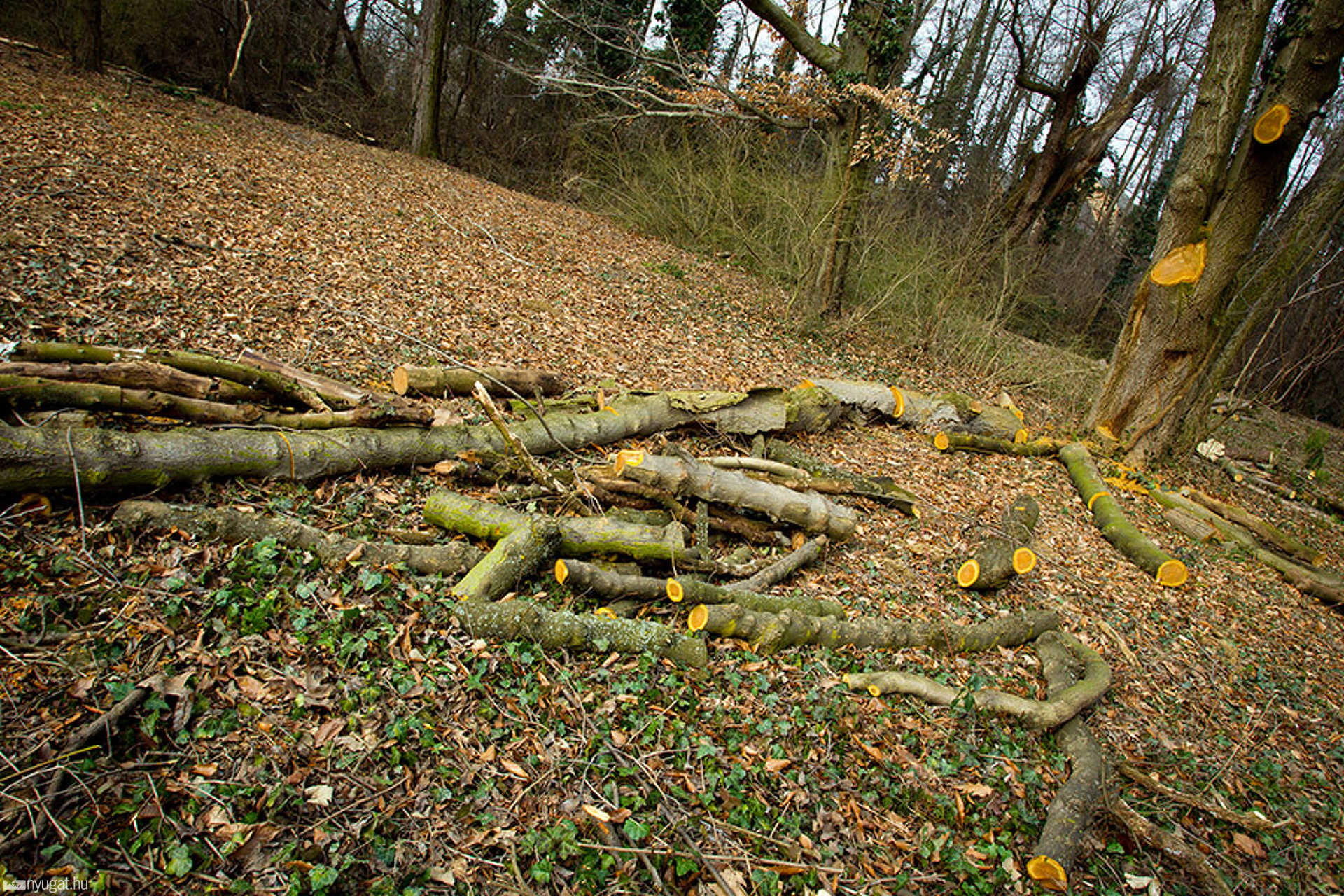 Kámoni arborétum