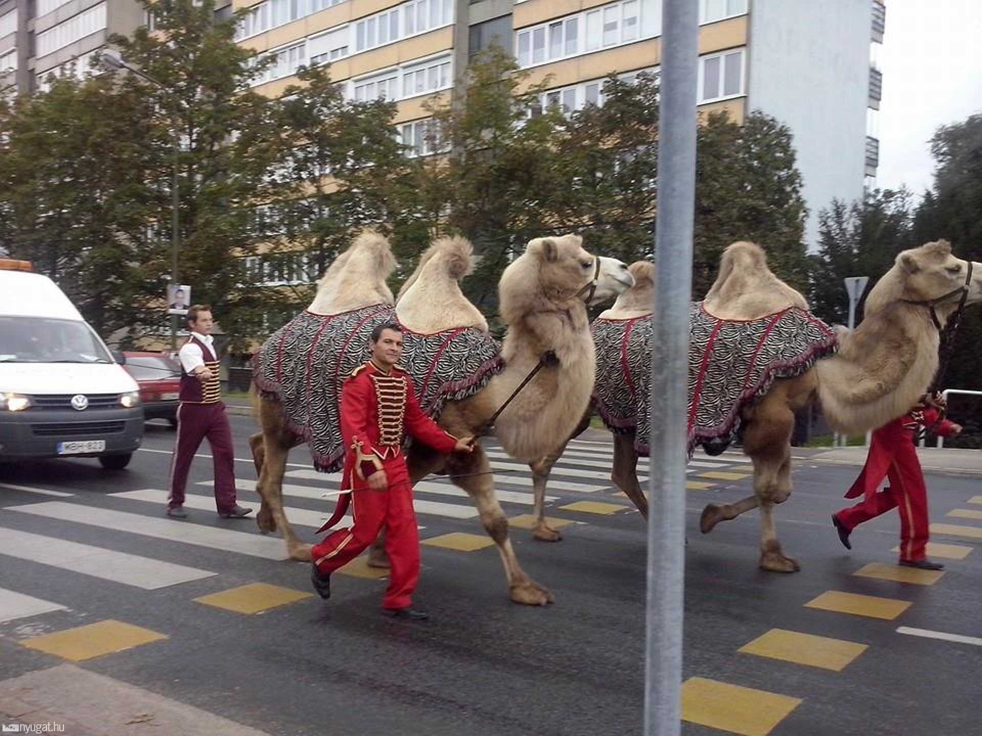 Magyar Nemzeti Cirkusz felvonulása a Rohonci úton