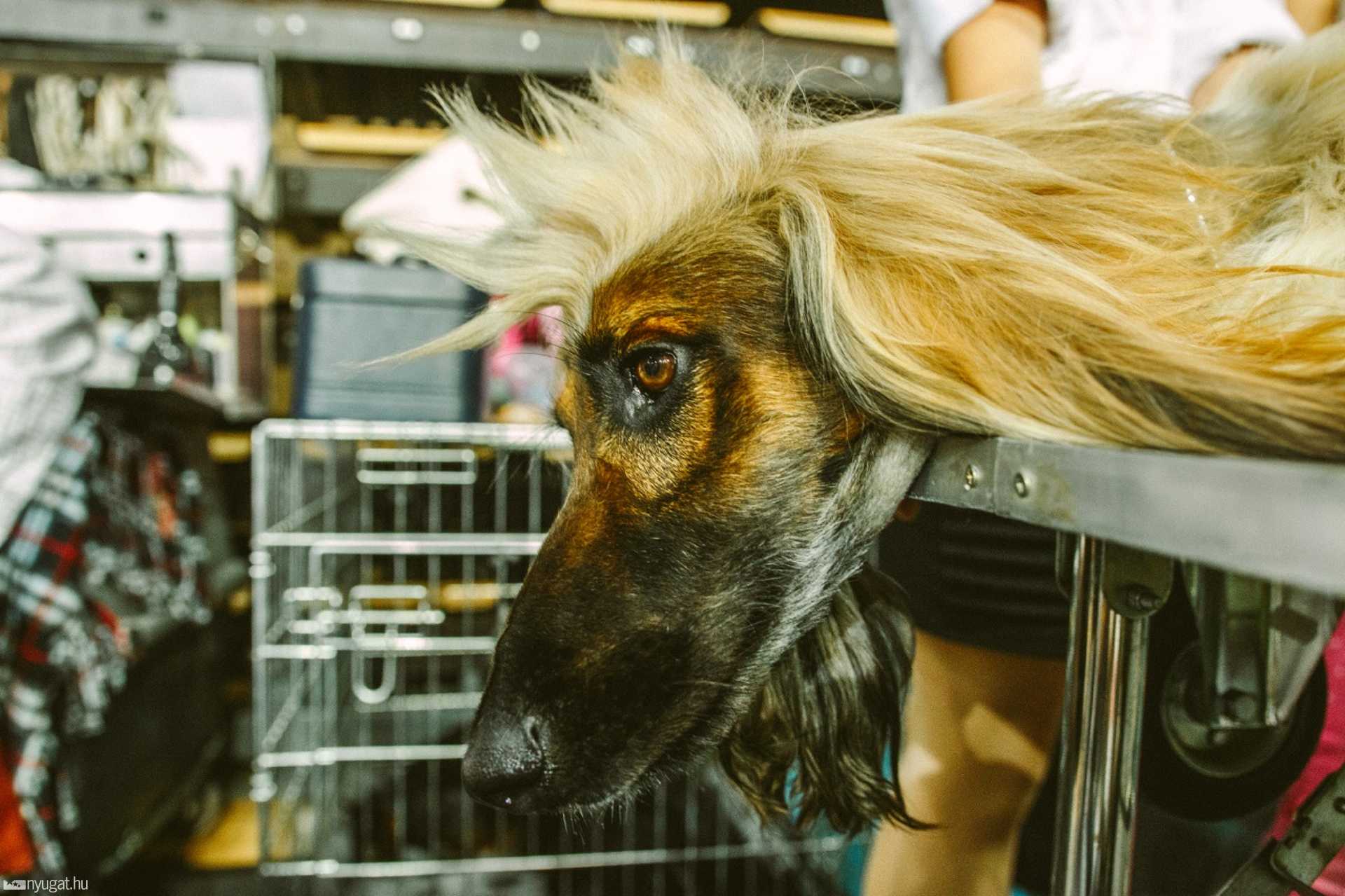 CACIB Kutyakiállítás 2014