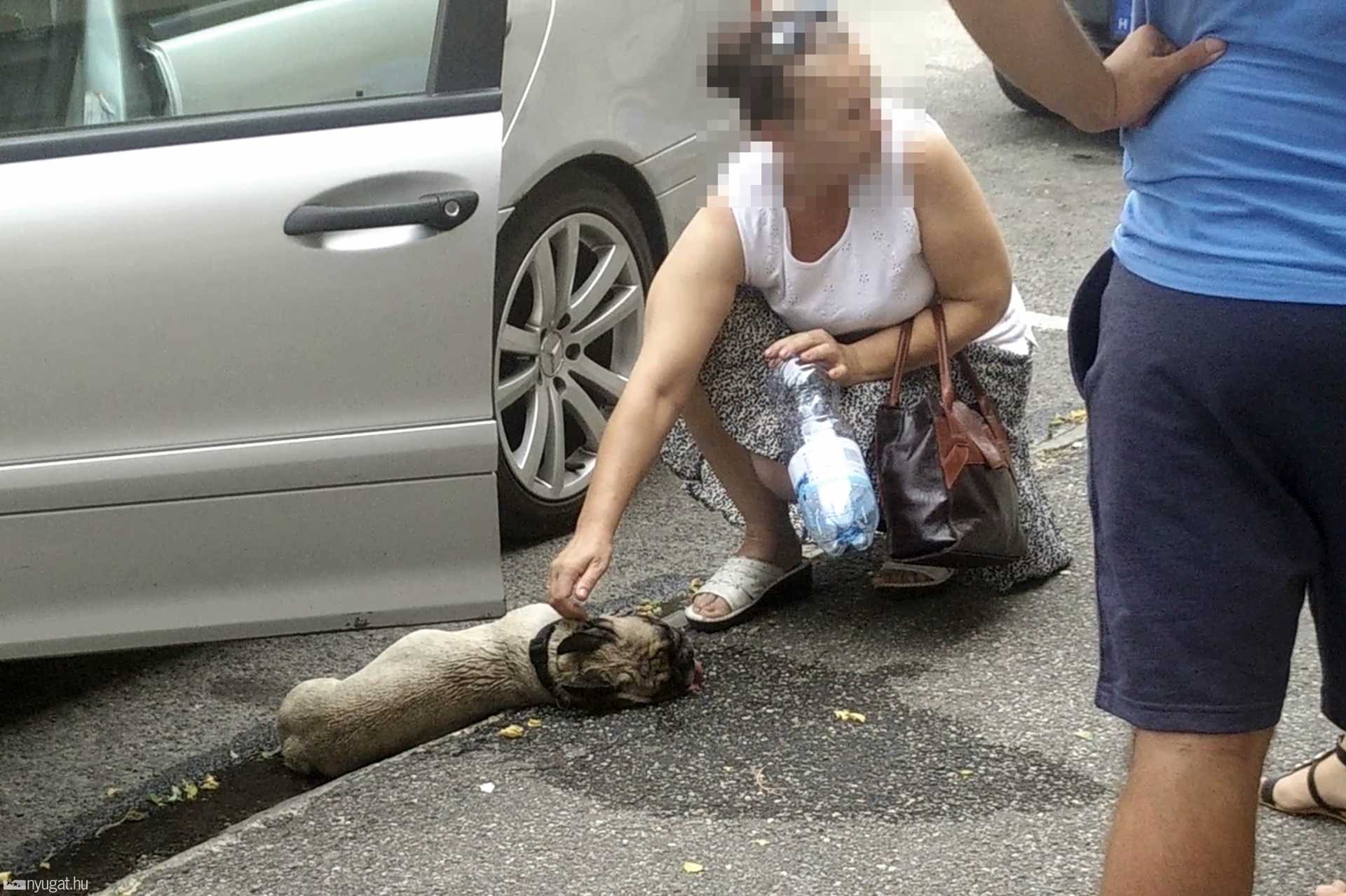 Egy járókelő vizet önt a sokkos állapotban lévő kutyára