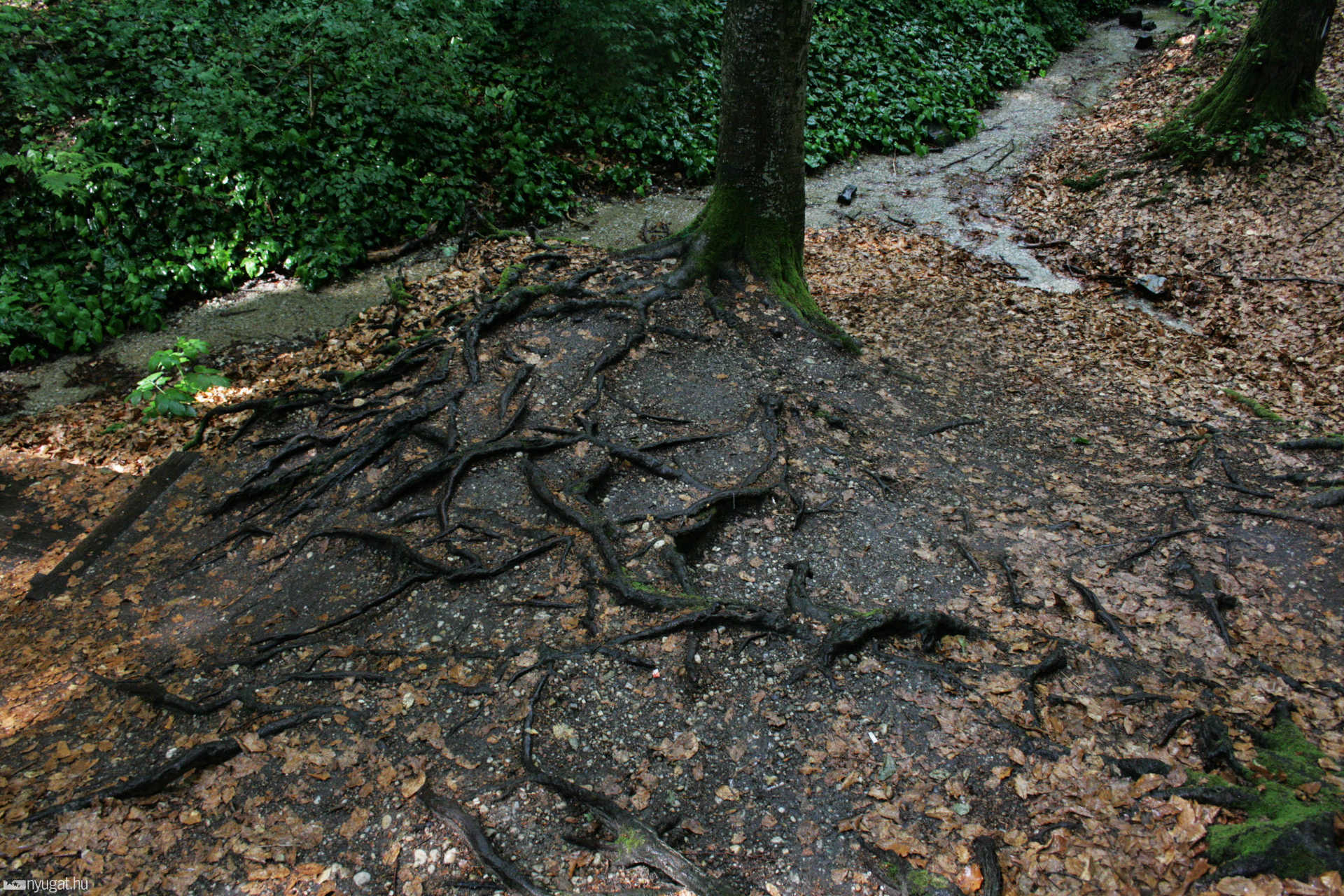 Rododendron virágzás a Jeli arborétumban
