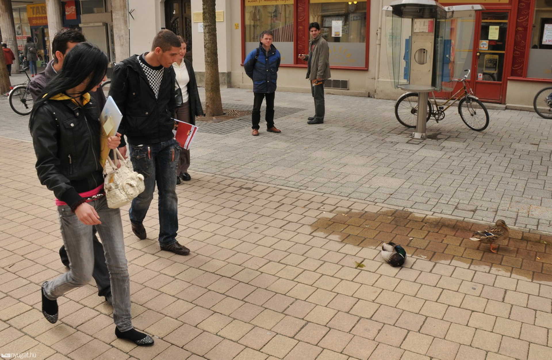 Nem zavartatták magukat a tőkés récék
