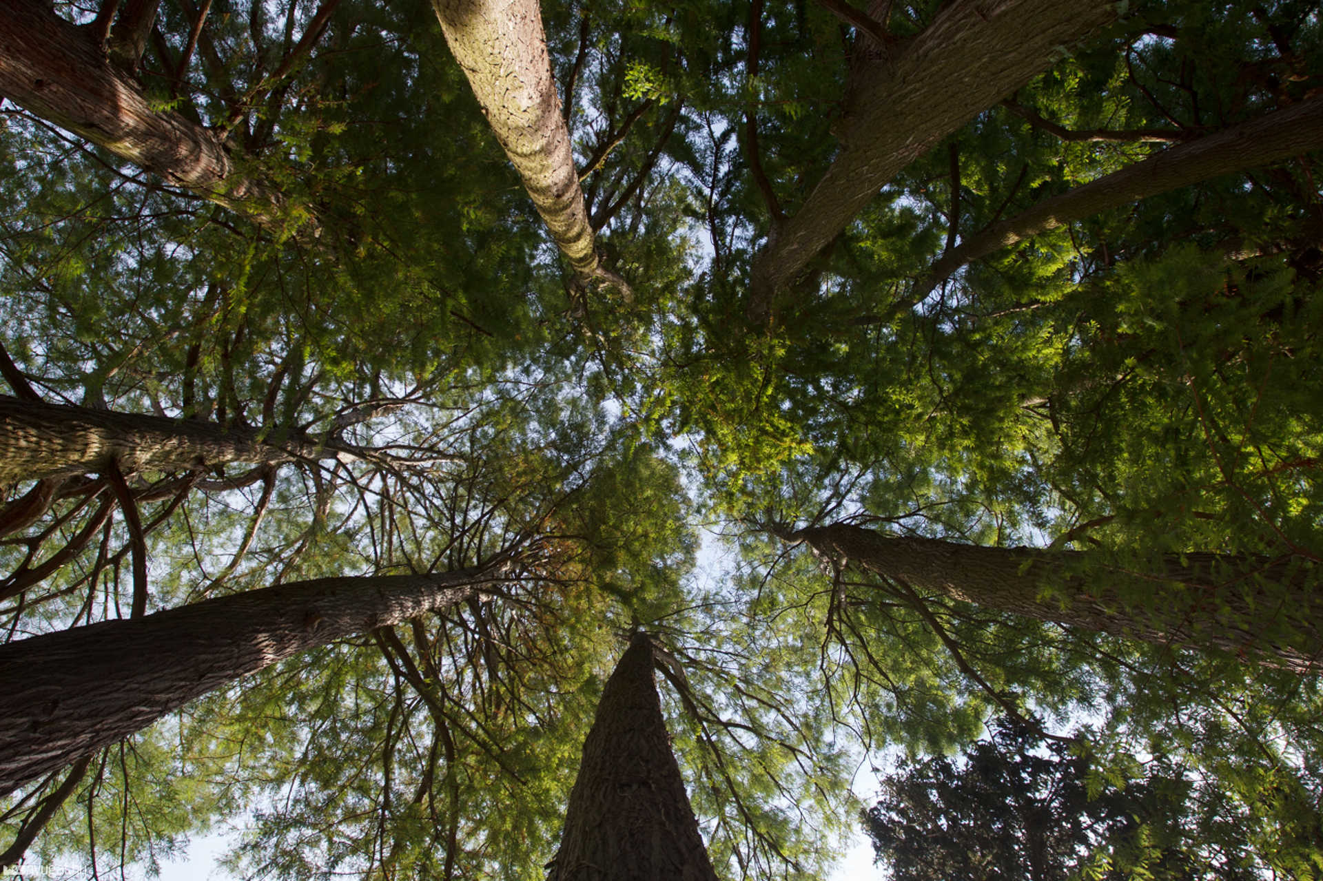 Nyári séta az Arborétumban