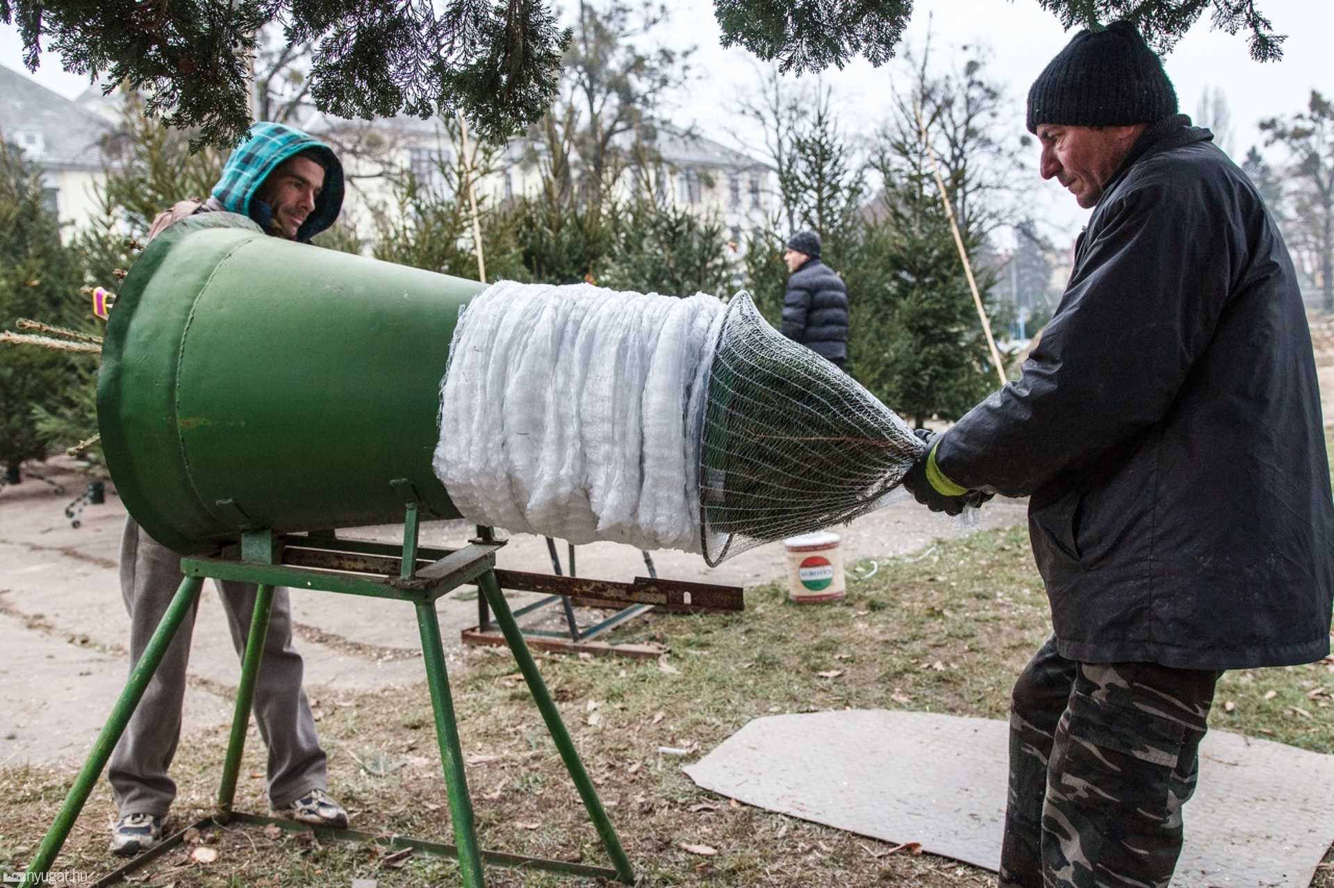 Fenyőfák a városi strandon