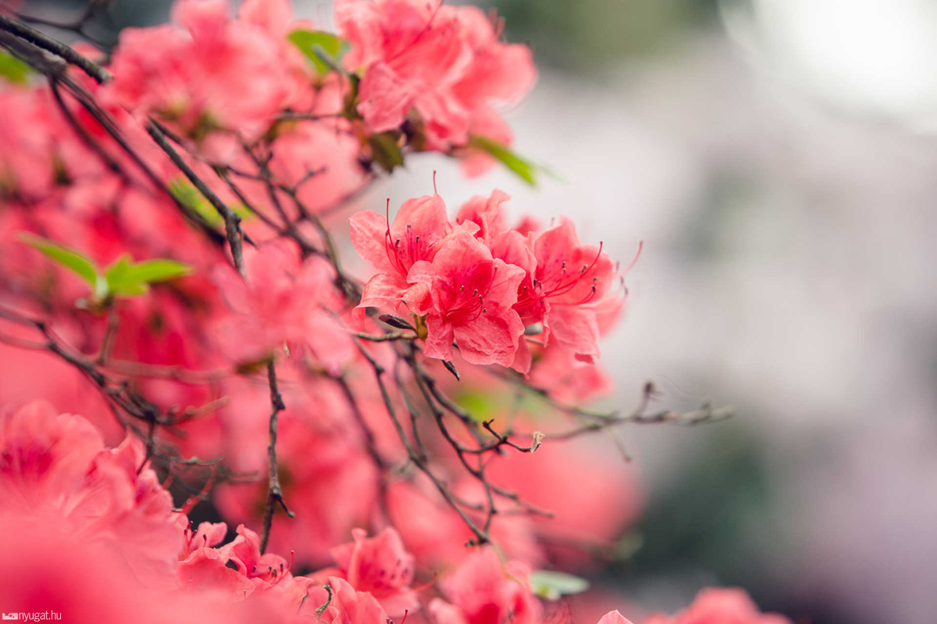 Virágzik a rhododendron a Jeli Arborétumban
