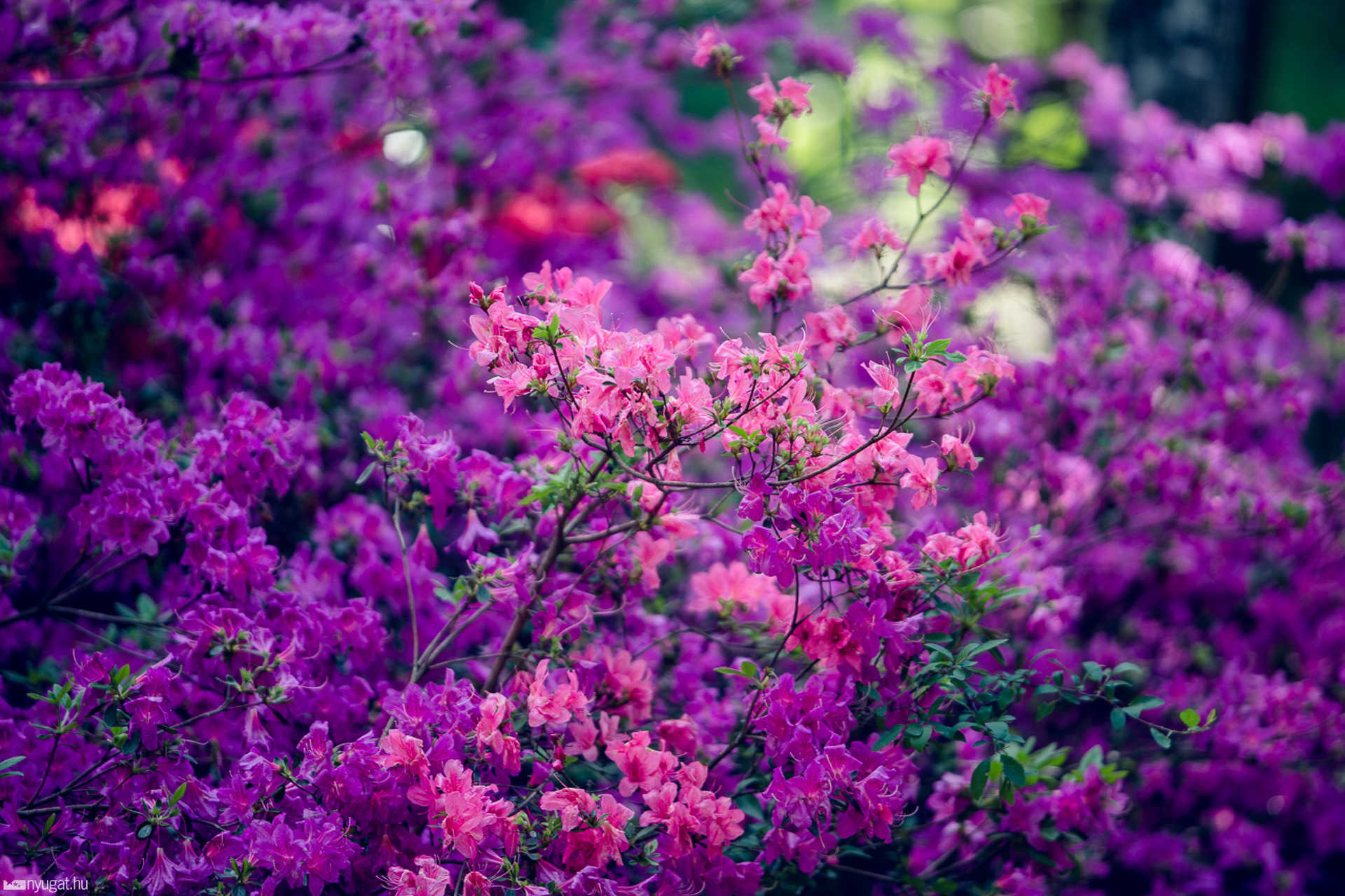 Virágzik a rhododendron a Jeli Arborétumban