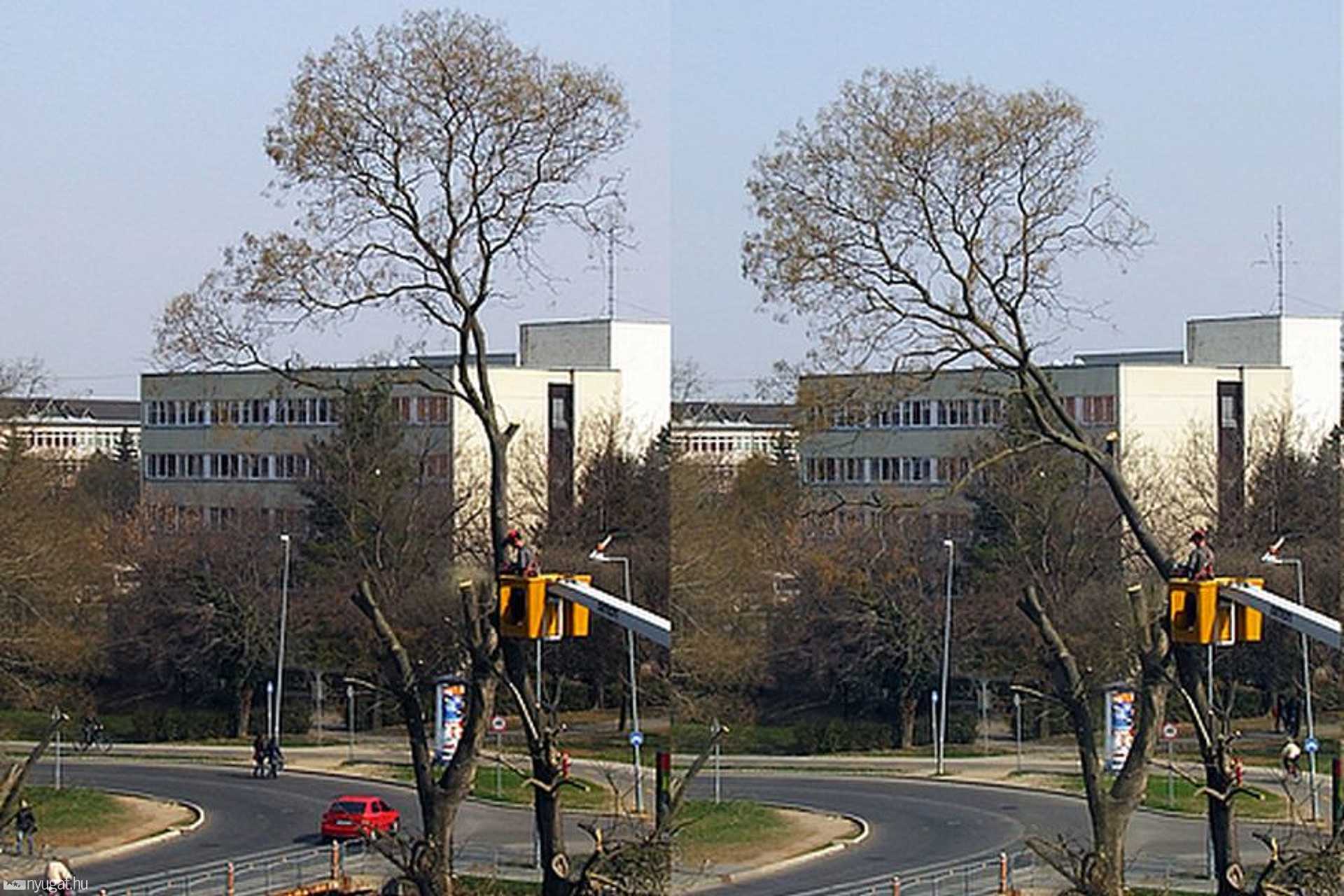 Nyírják a fákat az egyetem előtt