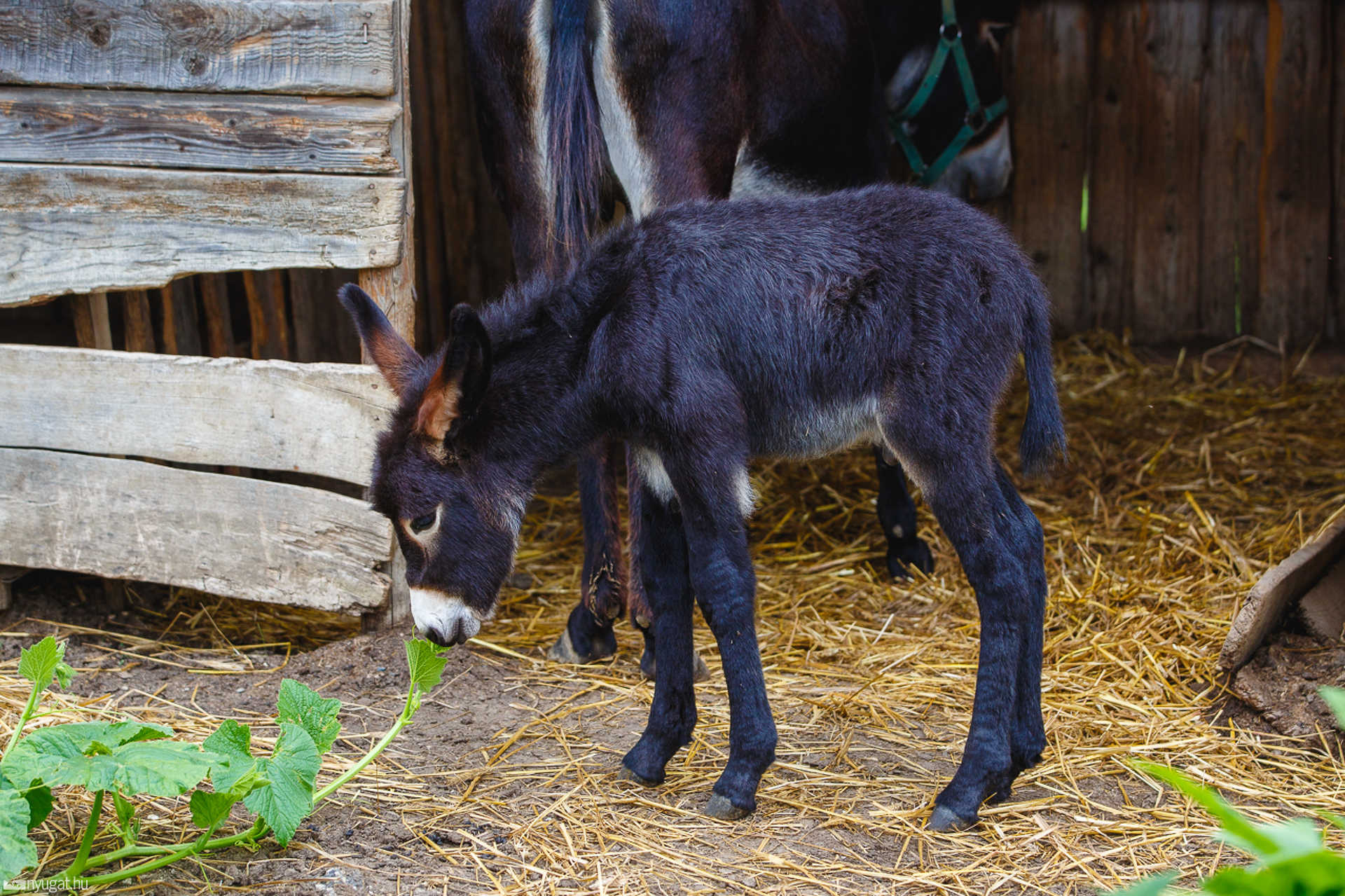 Kiscsacsi született a Vasi Skanzenben