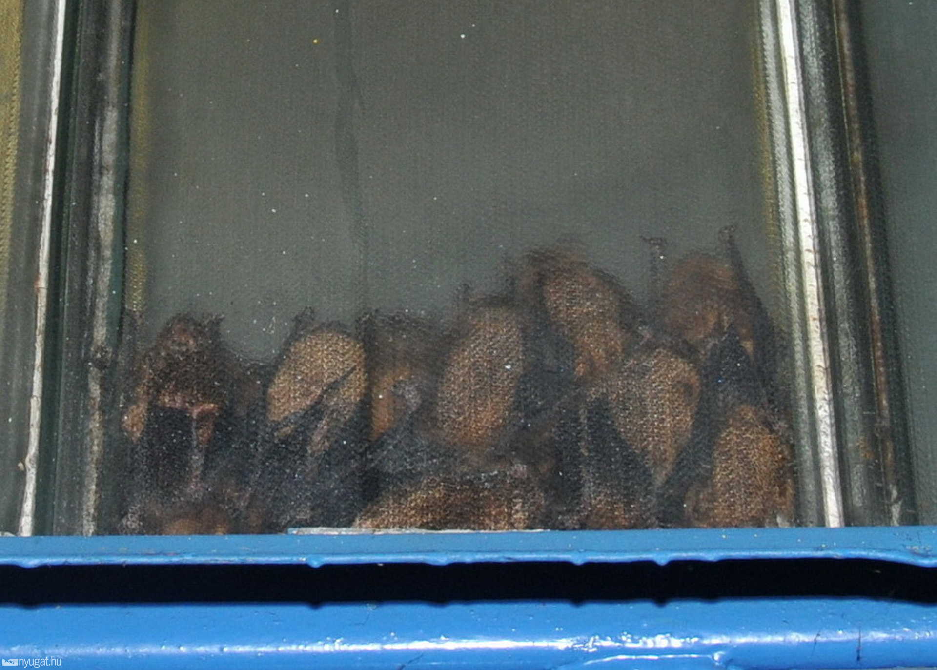 Két üveglap közé bújtak a kisemlősök