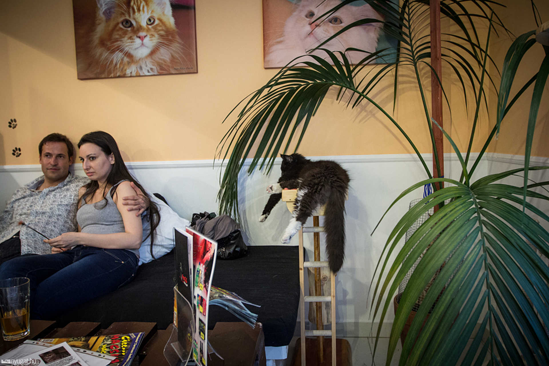 Cat Café Budapest