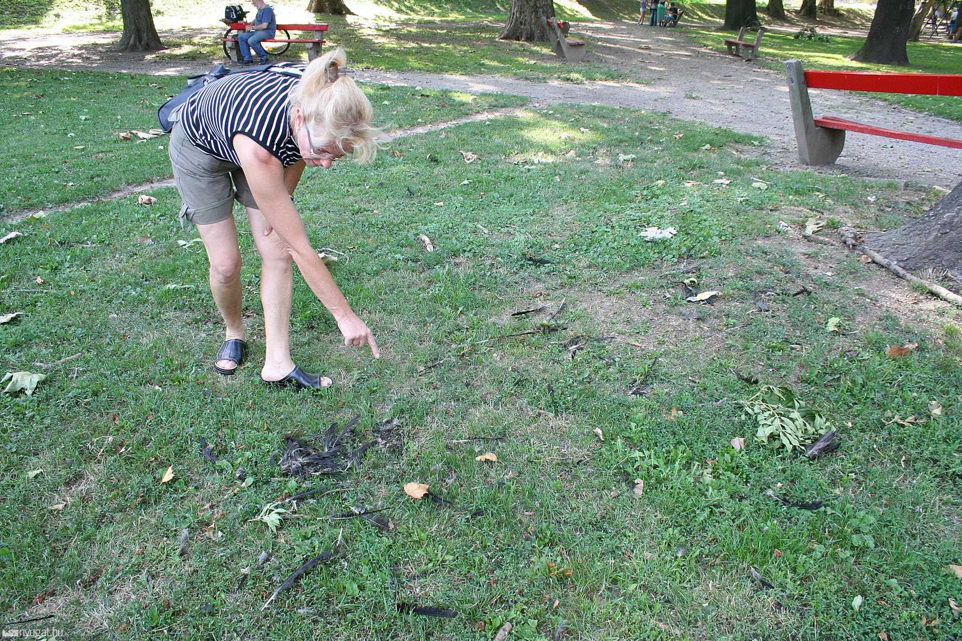 Varjú tetemek a Pelikán parkban