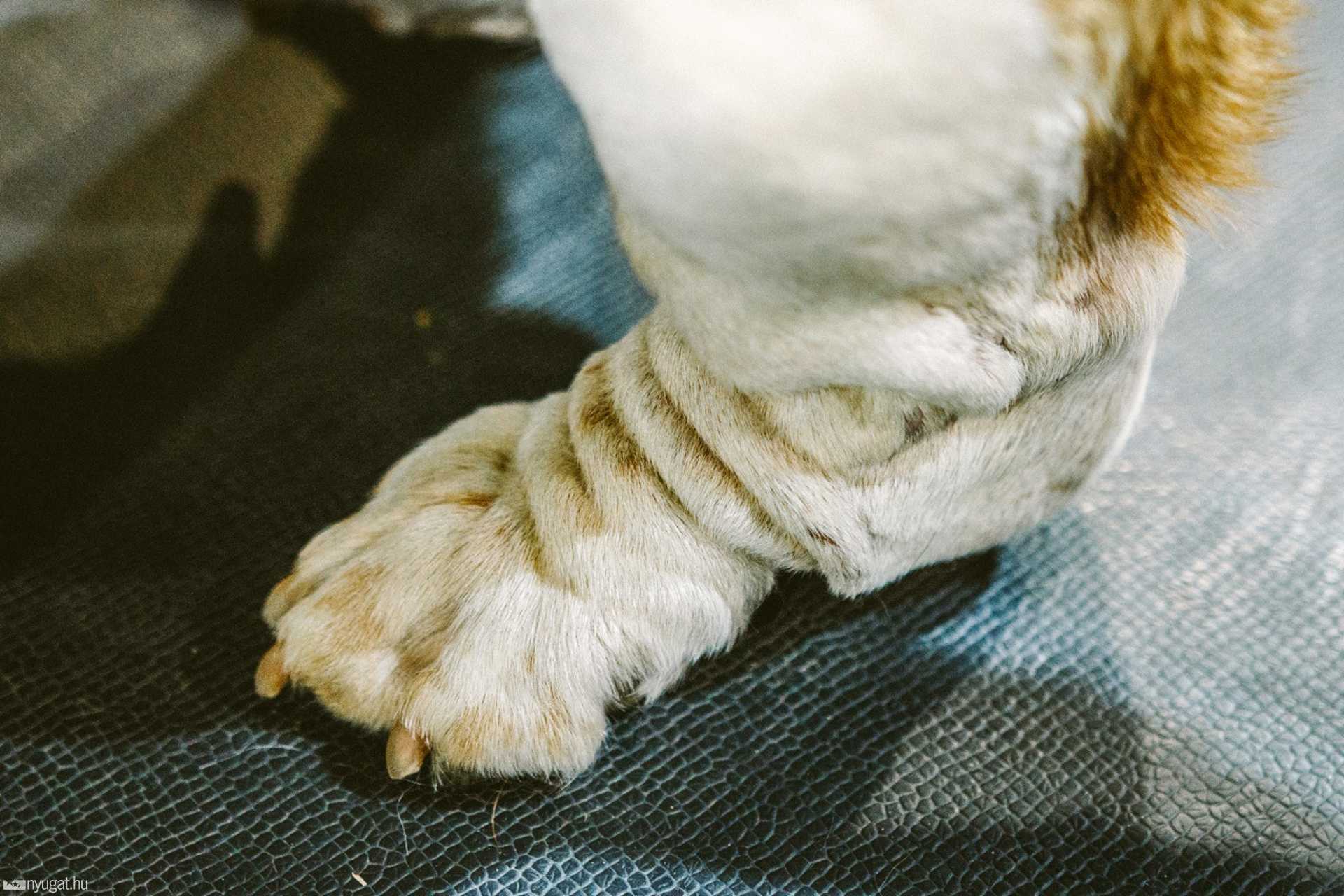 CACIB Kutyakiállítás 2014