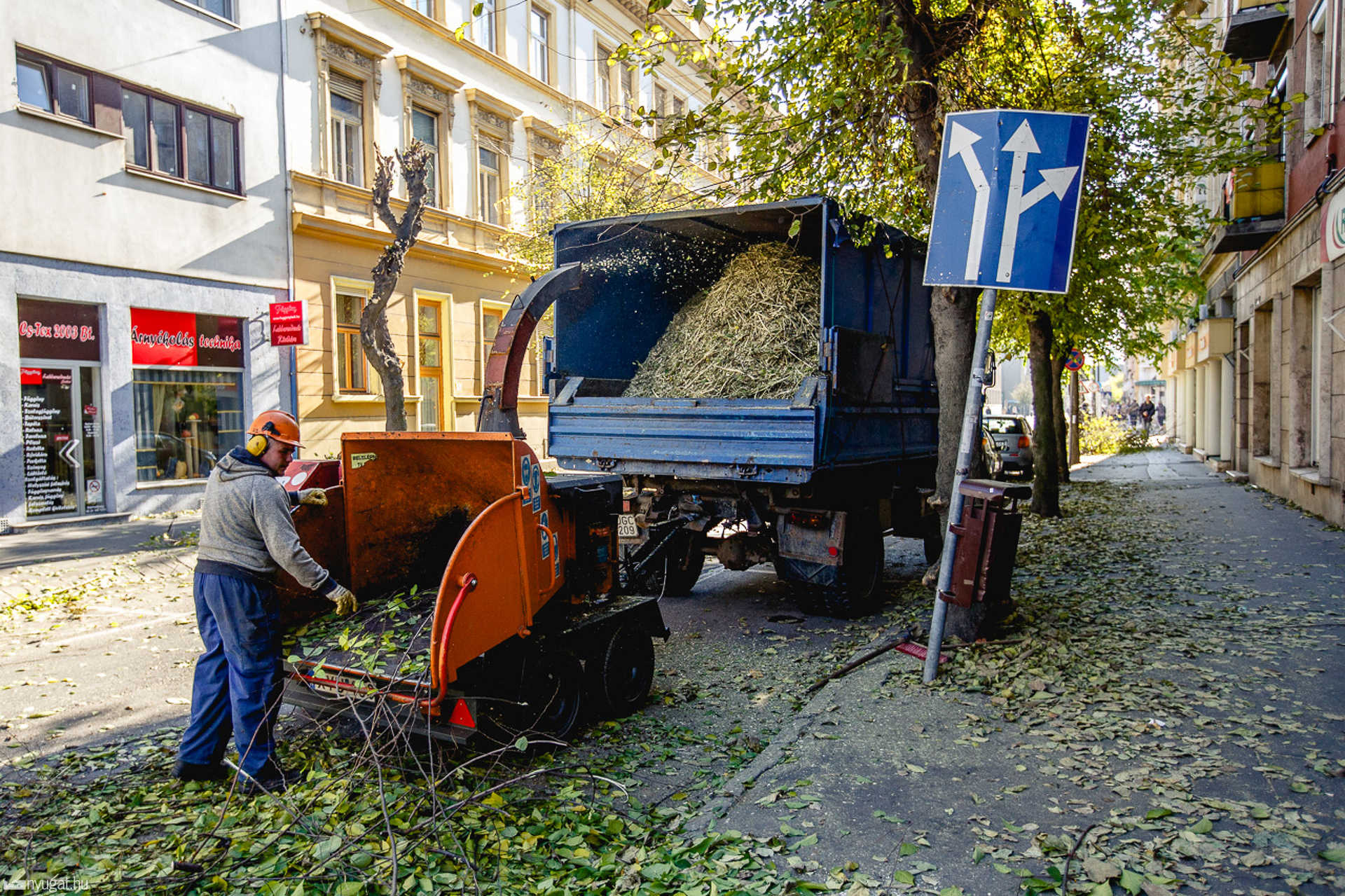 Metszik a fákat a Király utcában