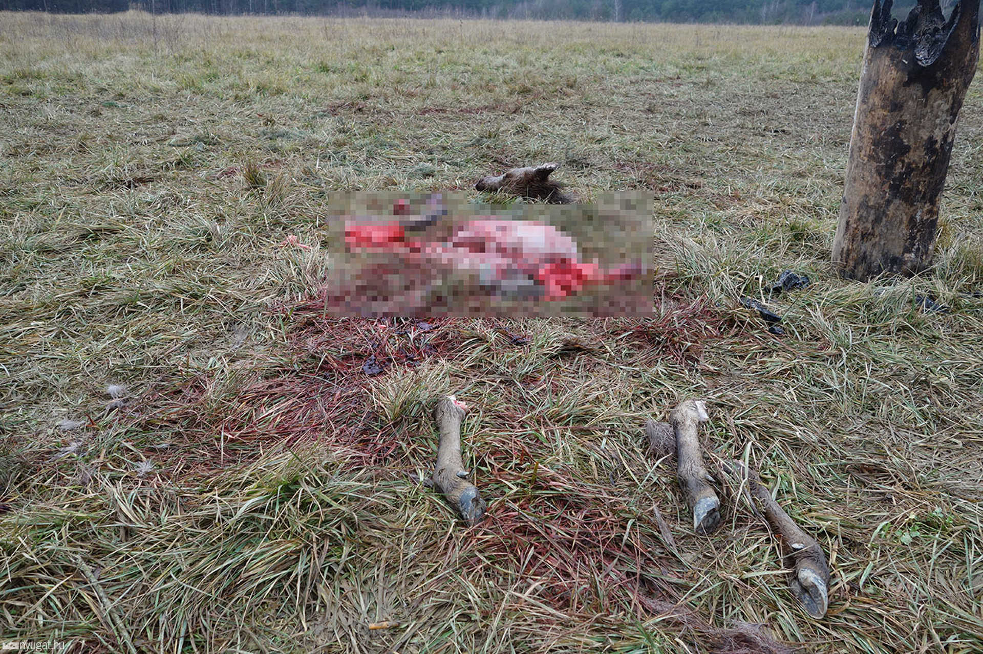 Állati tetemek vadászat után
