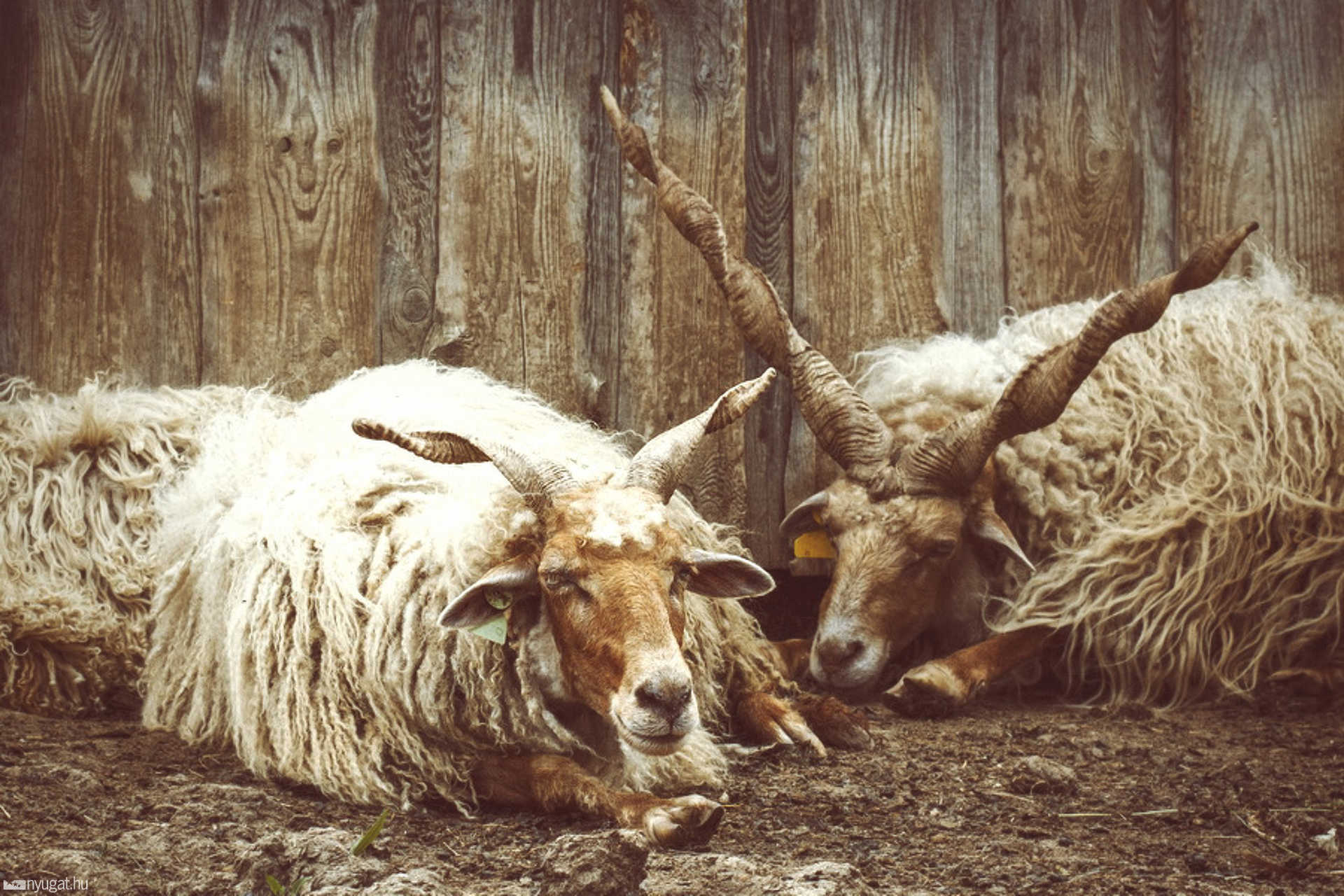 Vasi Skanzen