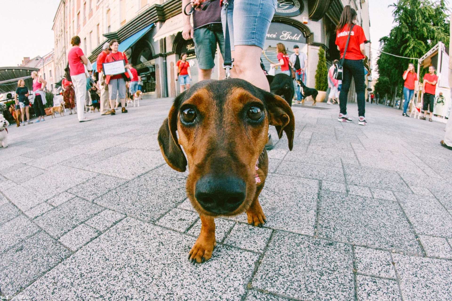 Kutyavilág flash mob a Fő téren