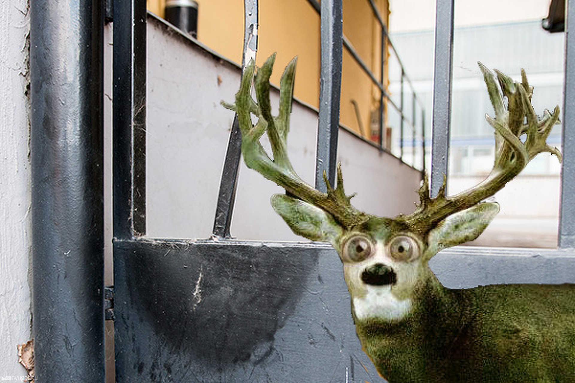 Vad szorult a kerítésbe