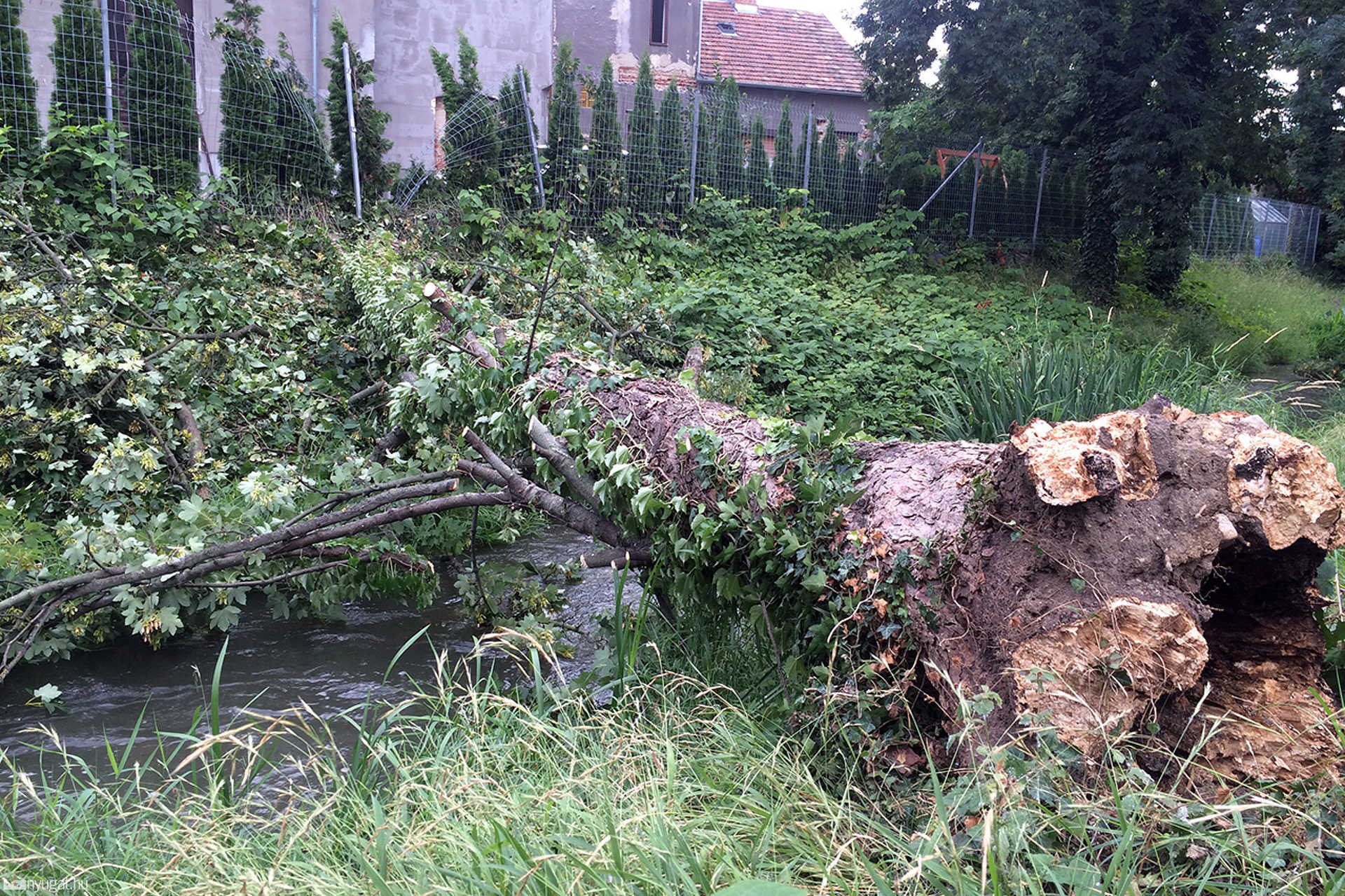Kidőlt fa a Gyöngyös felett