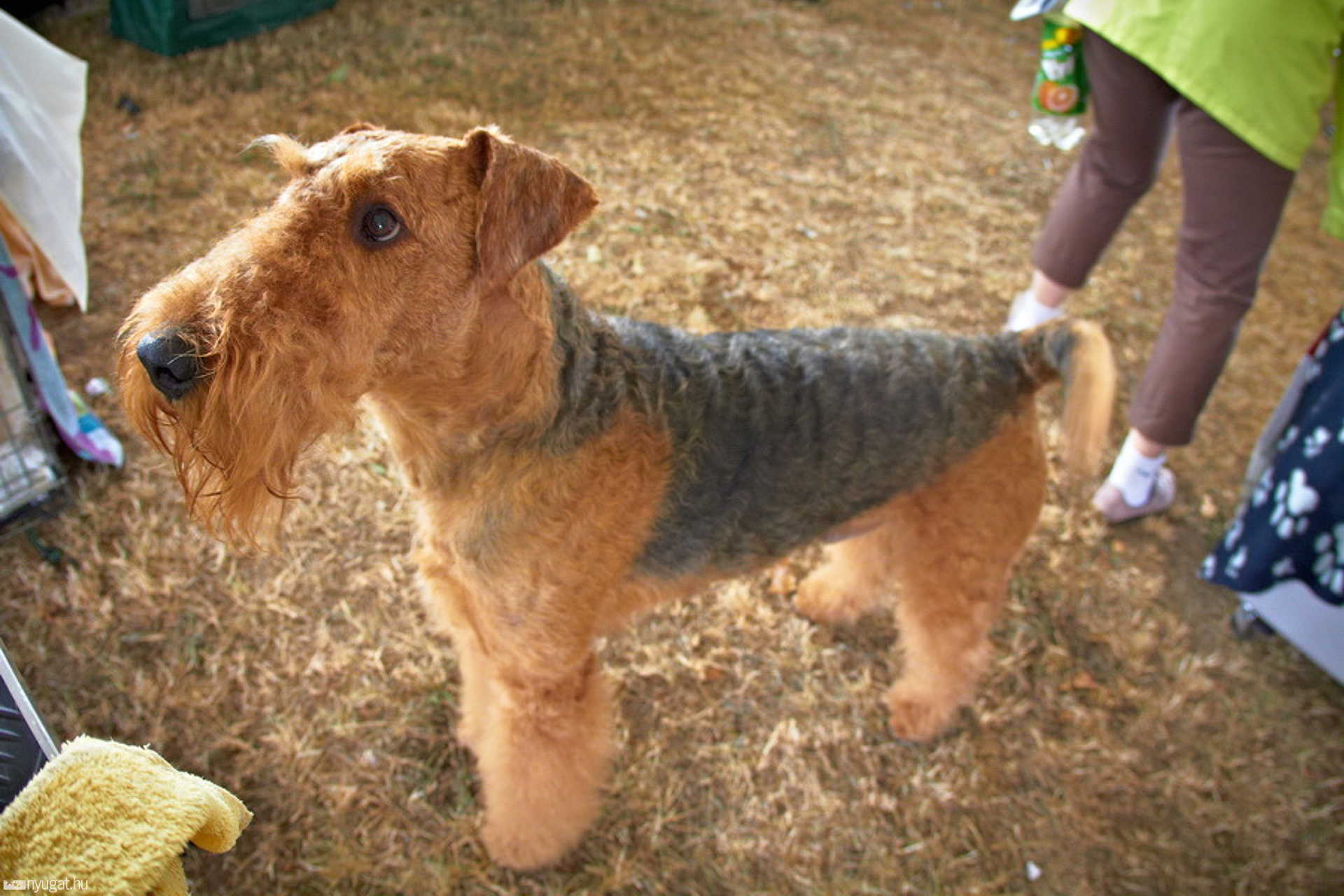 CACIB Kutyakiállítás 2012