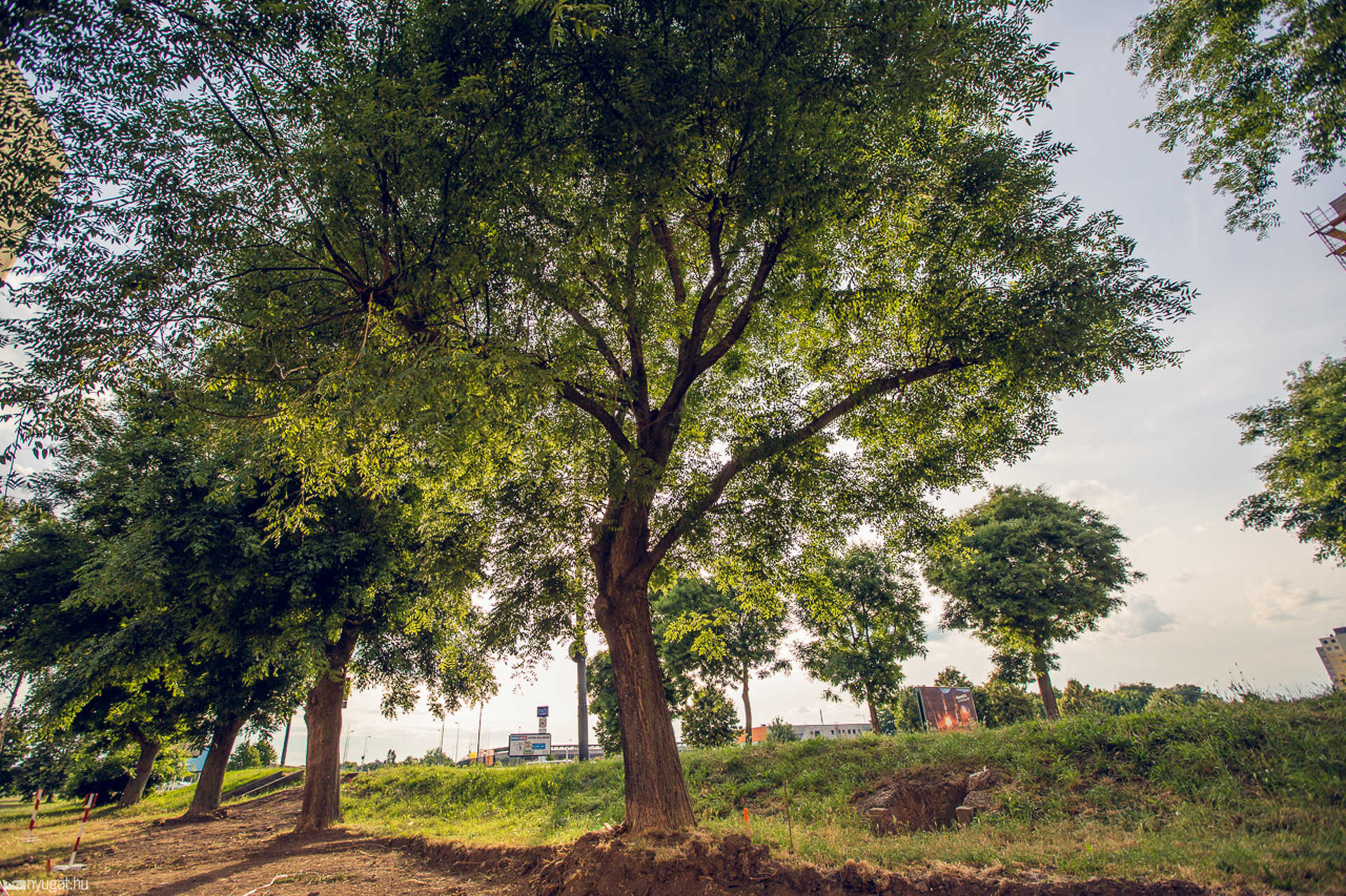 Megmaradnak a Szent Gellért utcai fák