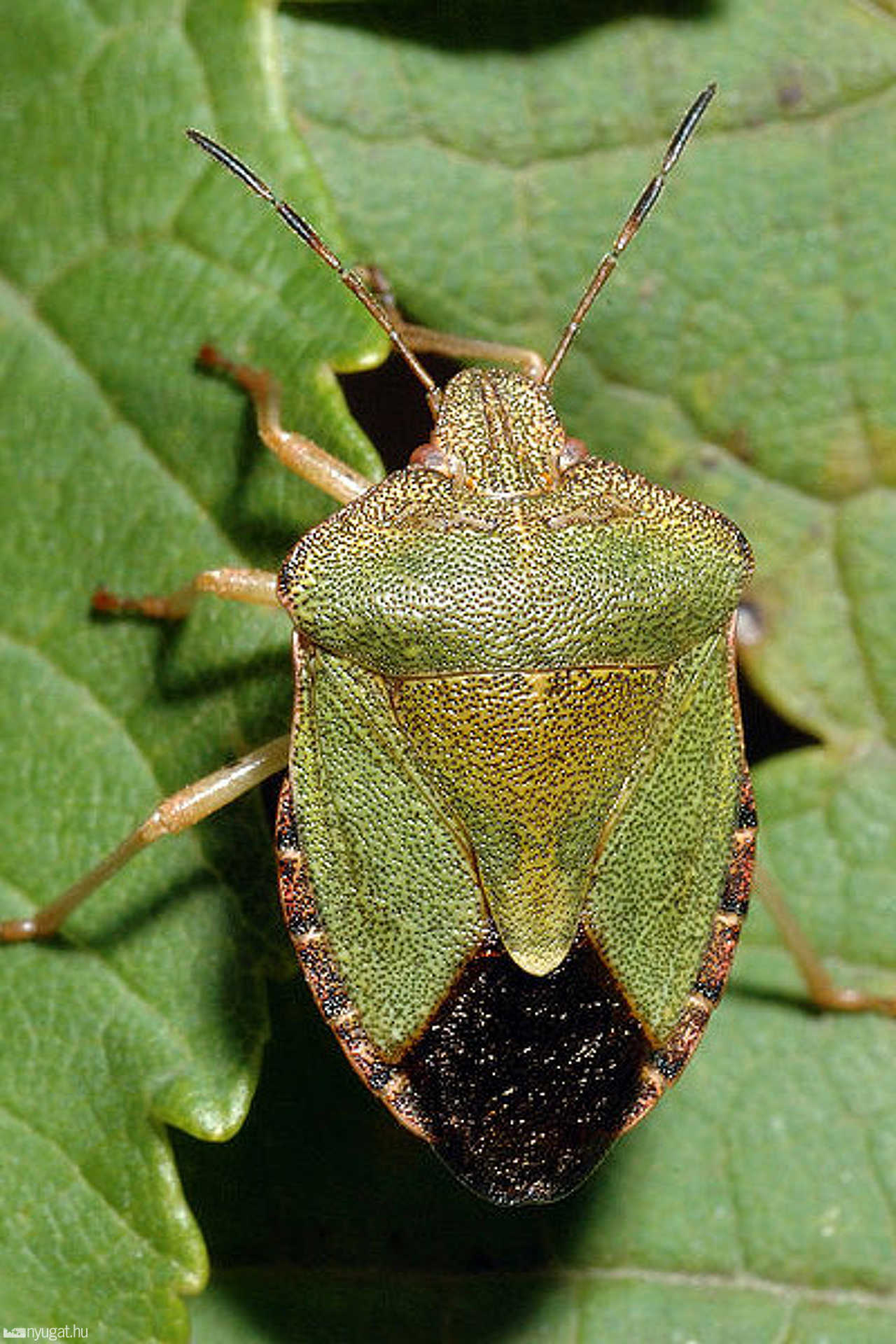 Poloska
