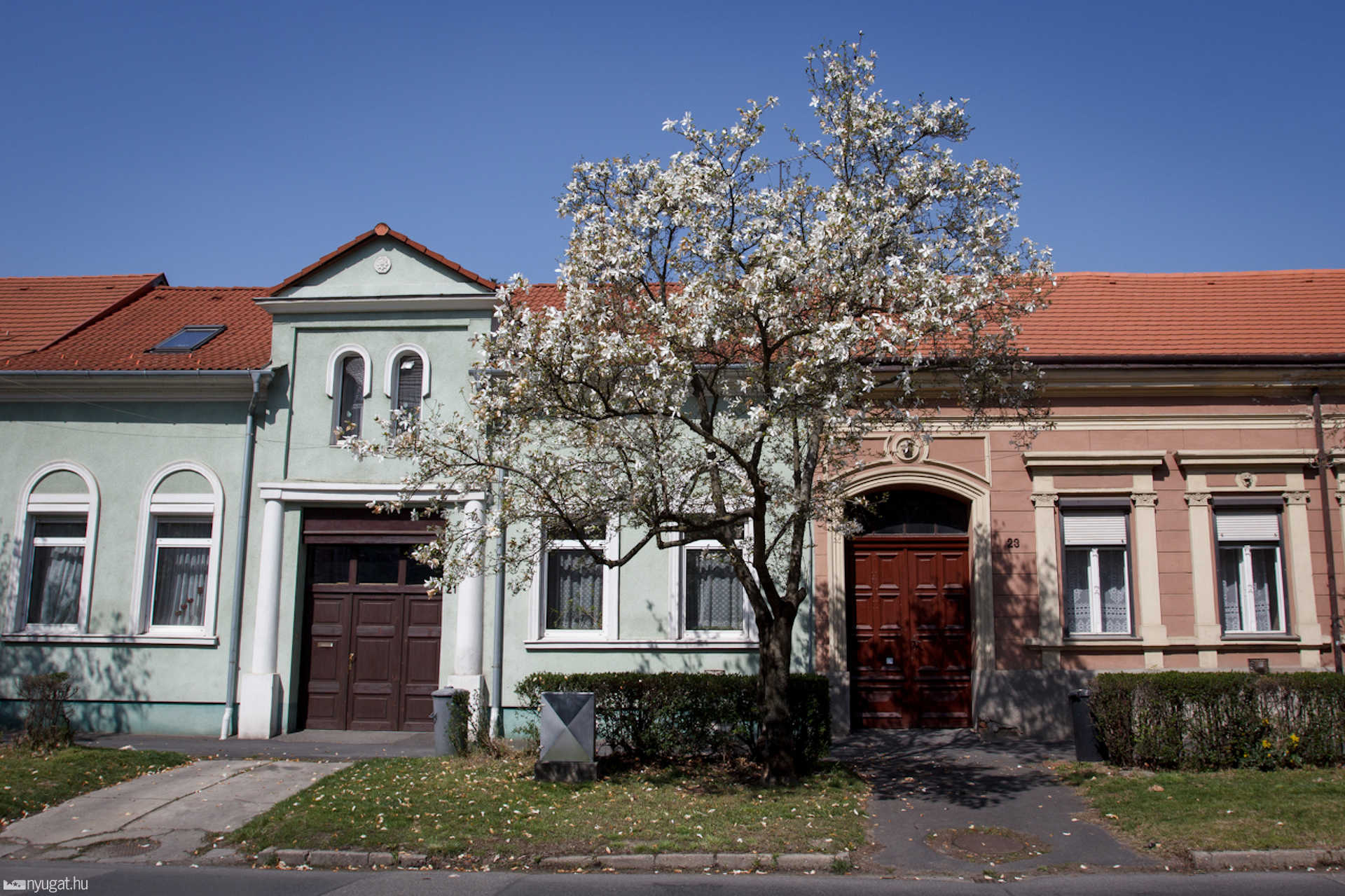Tulipánfa - Semmelweis Ignác utca