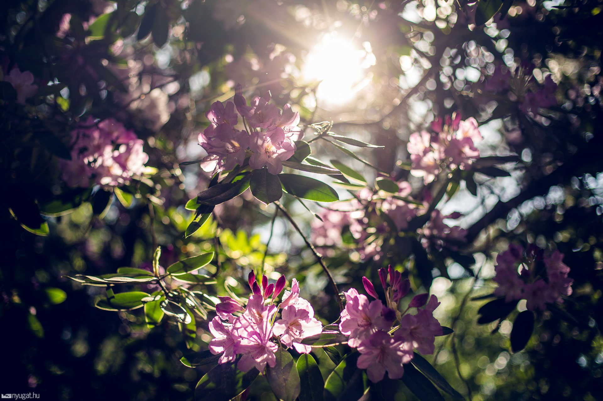 Virágzik a rhododendron a Jeli Arborétumban