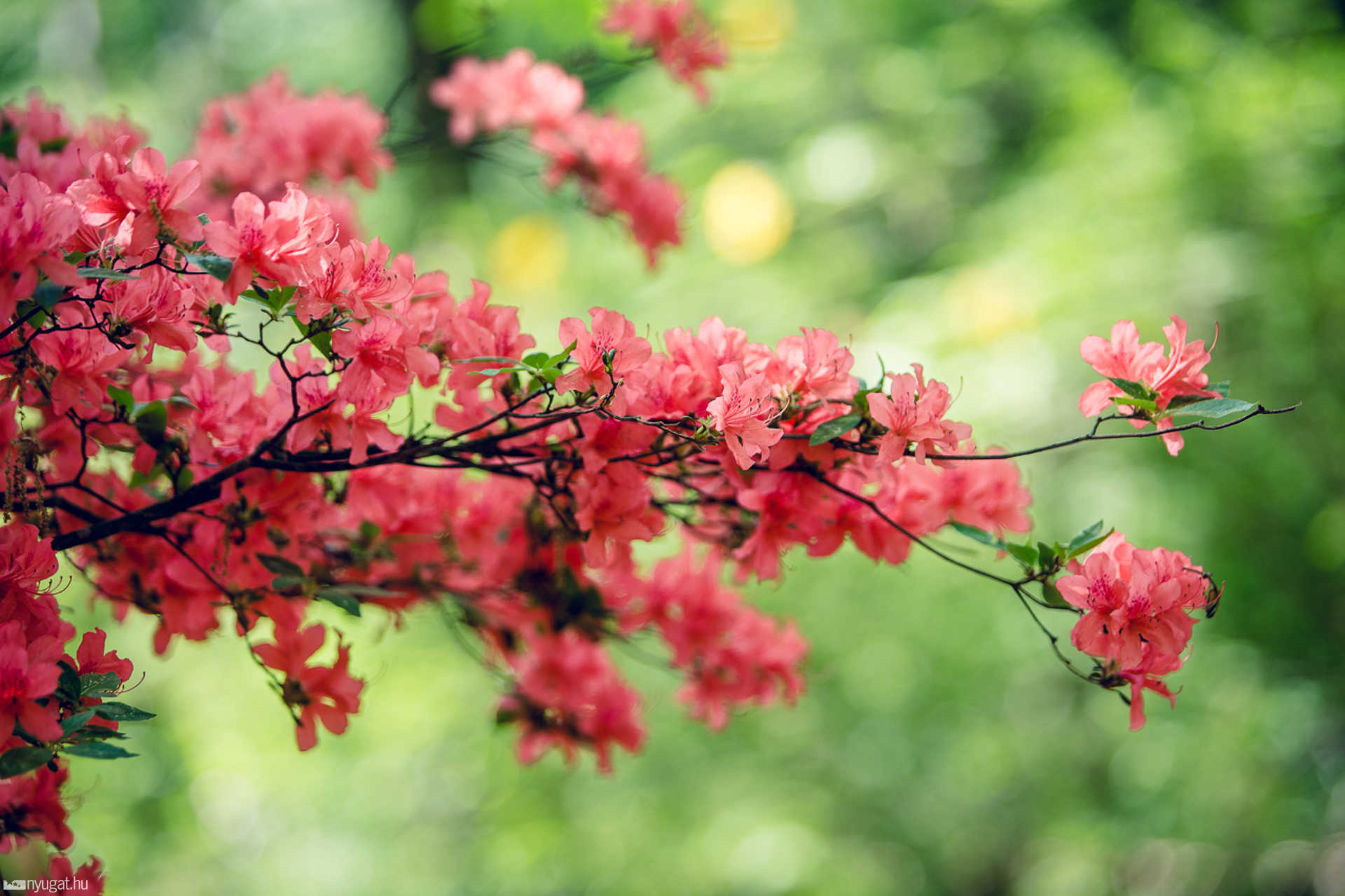 Virágzik a rhododendron a Jeli Arborétumban