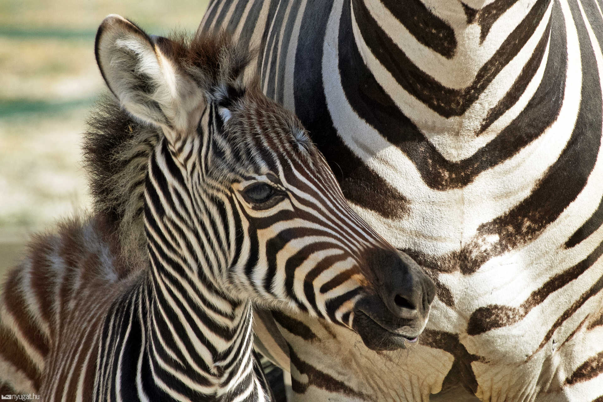 Zebra csikó Veszprémben