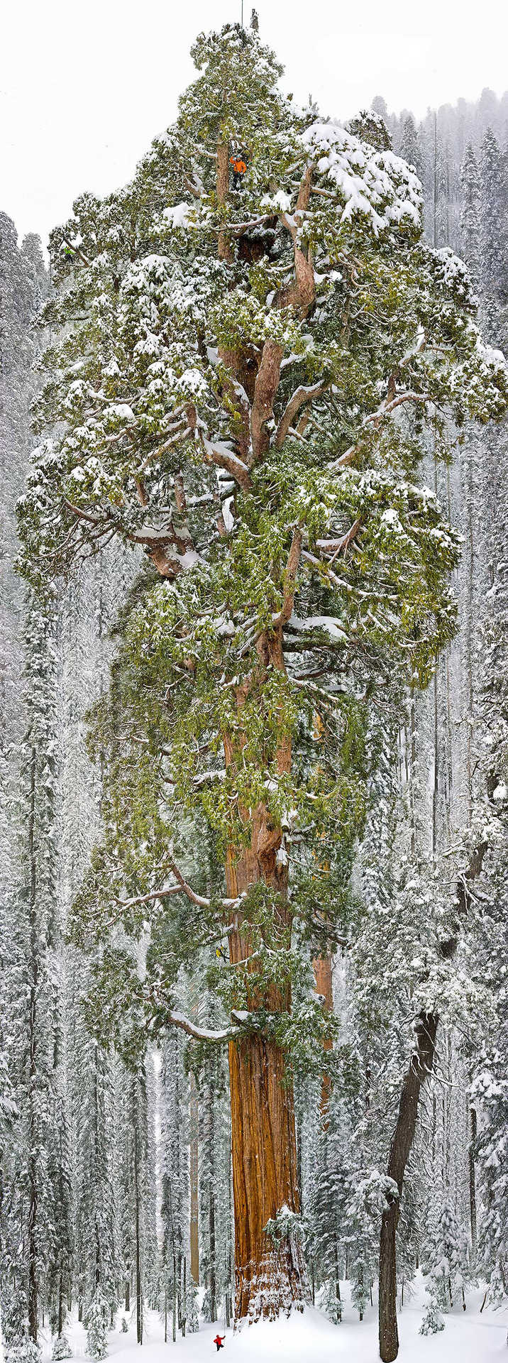 A világ második legnagyobb fája, Sequoia Nemzeti Park,Kalifornia