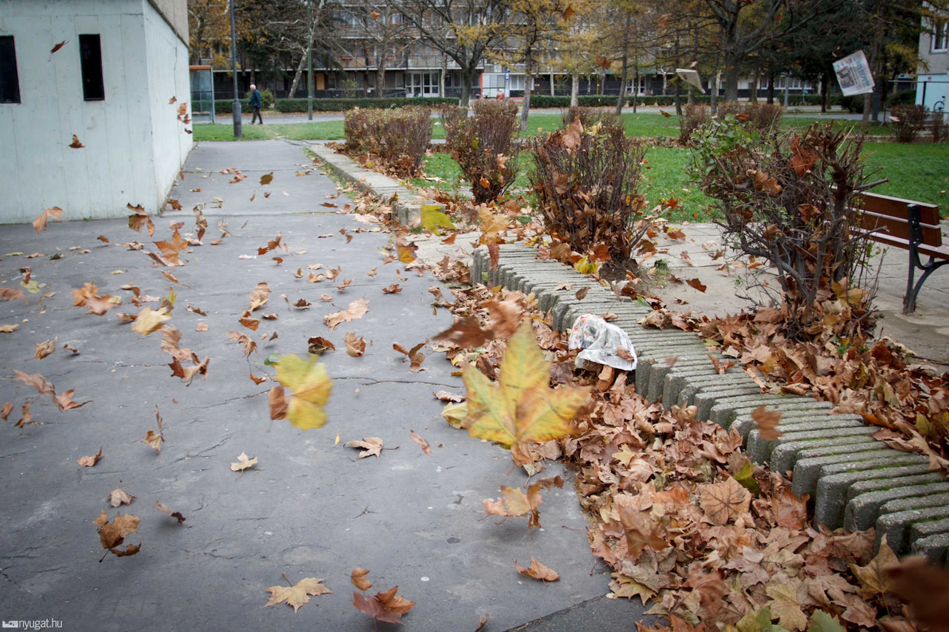 Lehullott falevelek a Derkovits lakótelepen
