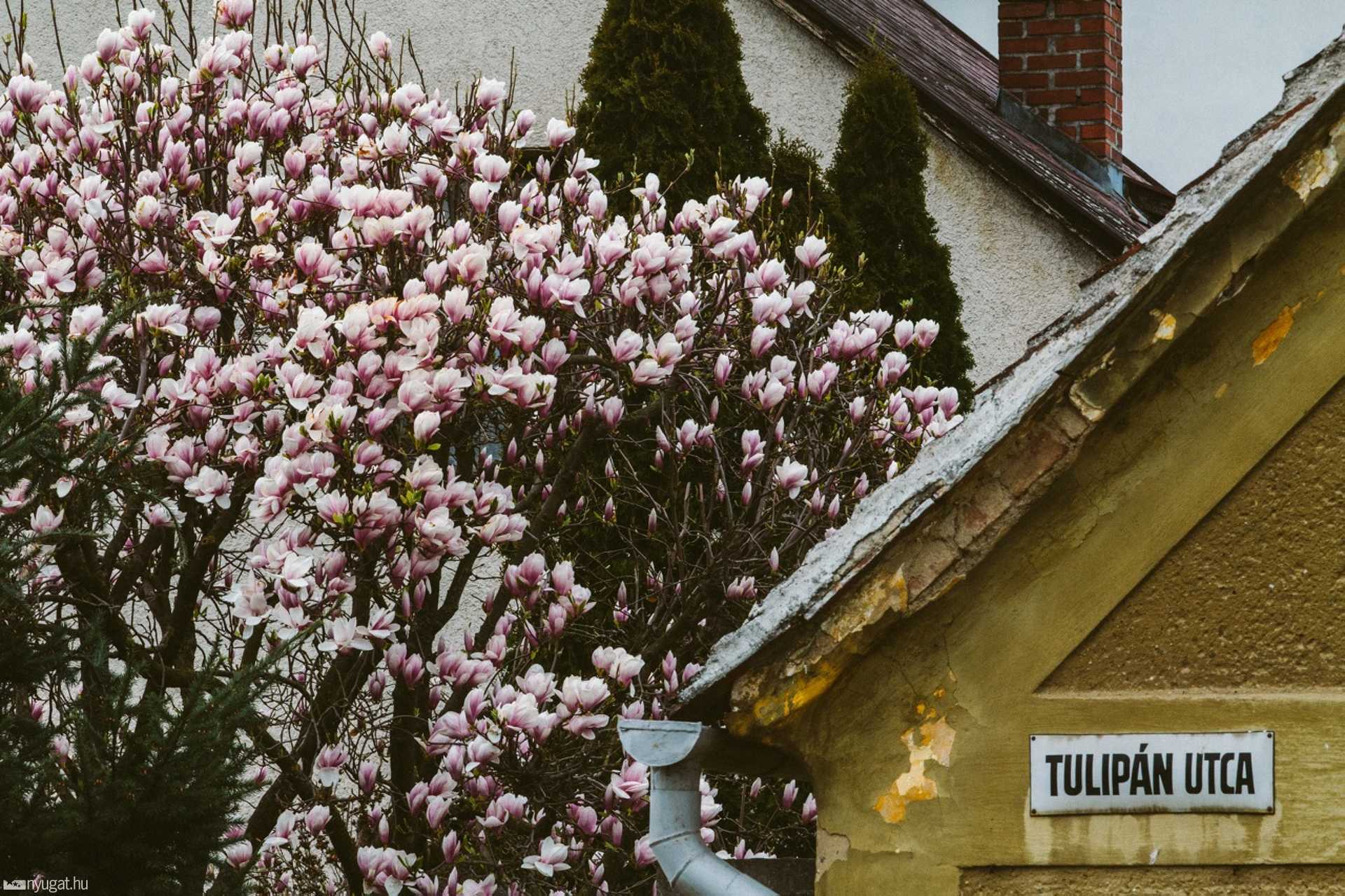 Tulipánfa - Tulipán utca